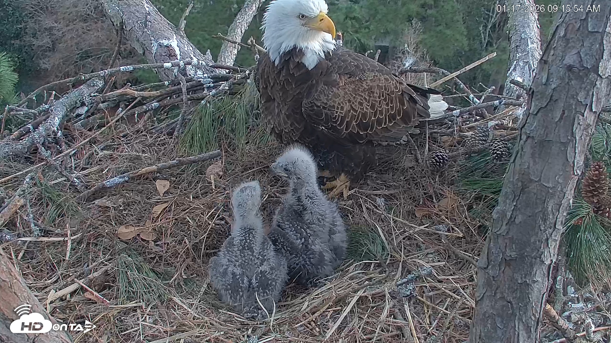 Snapshot of Hilton Head Island Eagles Live Webcam taken Jan 17, 2026, 9:16am EST