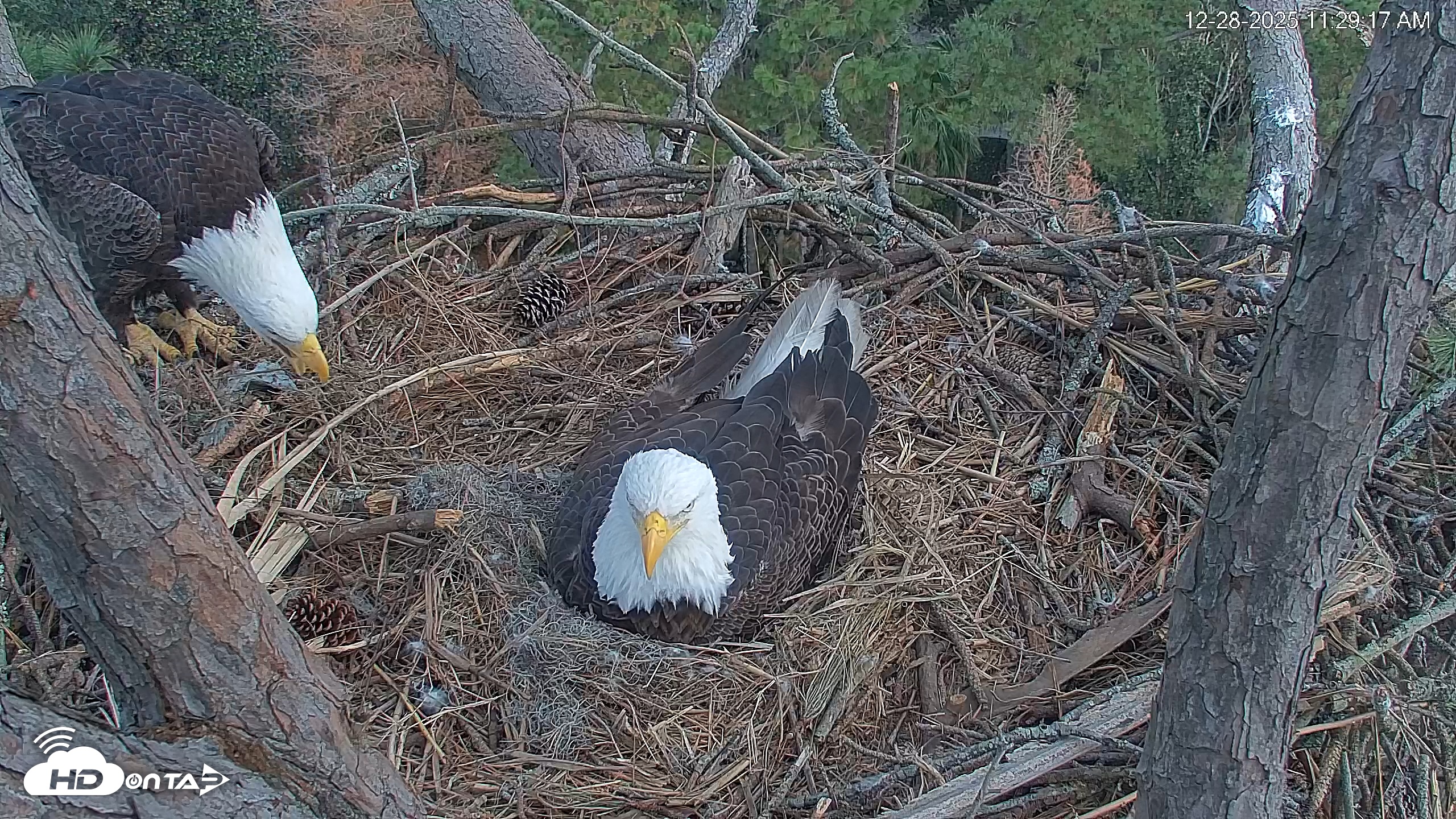 Snapshot of Hilton Head Island Eagles Live Webcam taken Dec 28, 2025, 11:29am EST