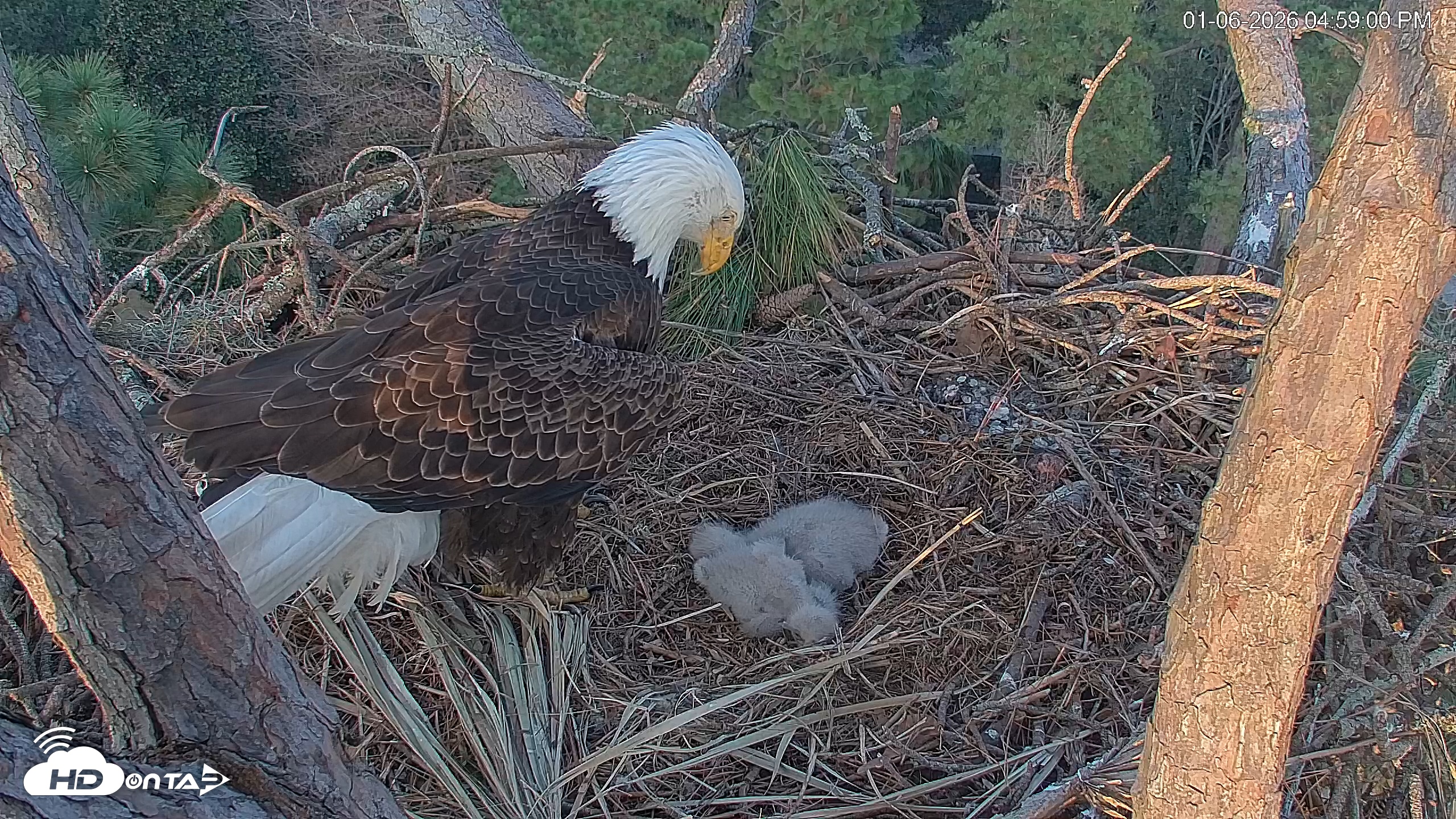 Snapshot of Hilton Head Island Eagles Live Webcam taken Jan 6, 2026, 4:59pm EST