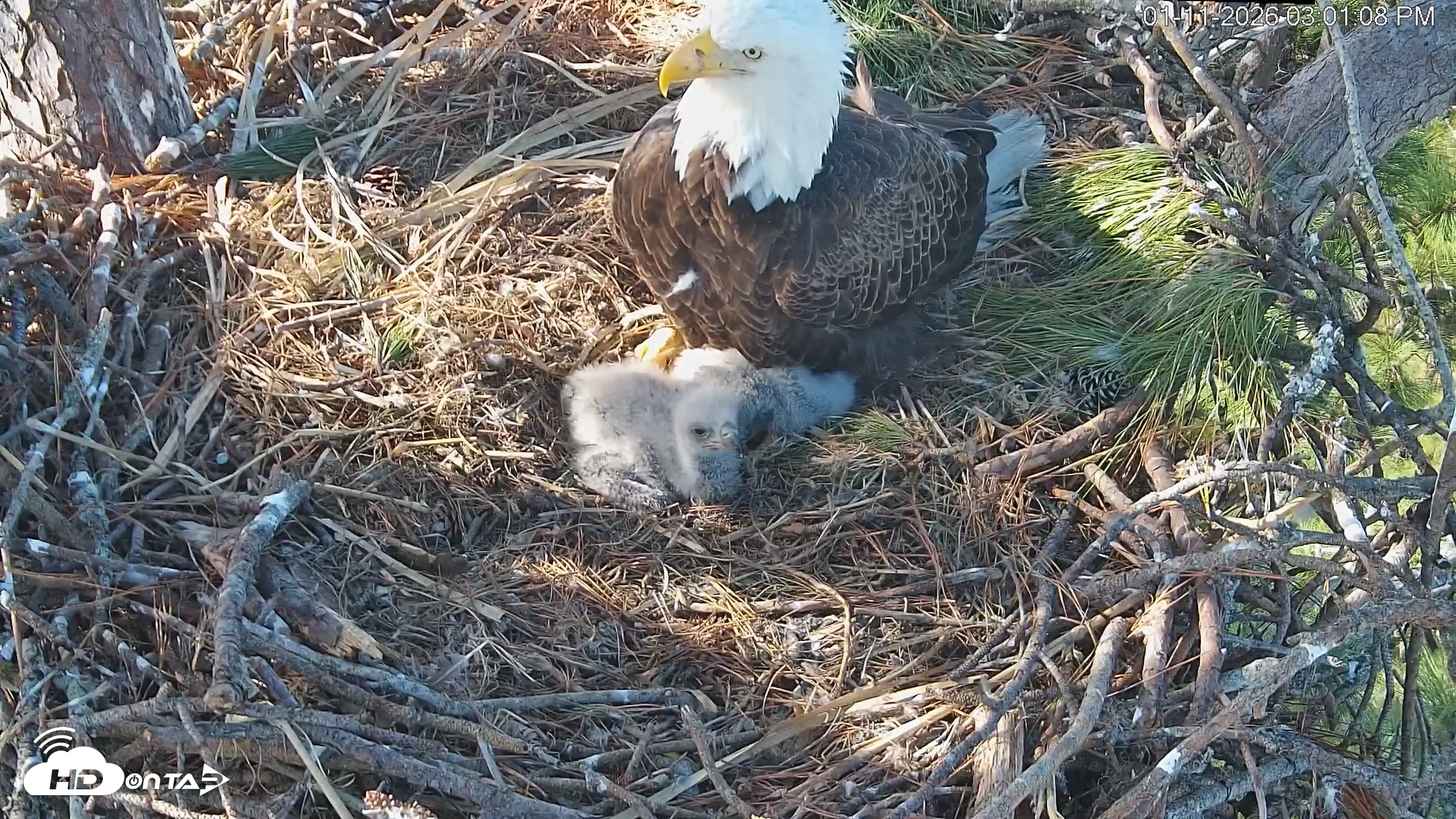 Snapshot of Hilton Head Island Eagles Live Webcam taken Jan 11, 2026, 3:01pm EST