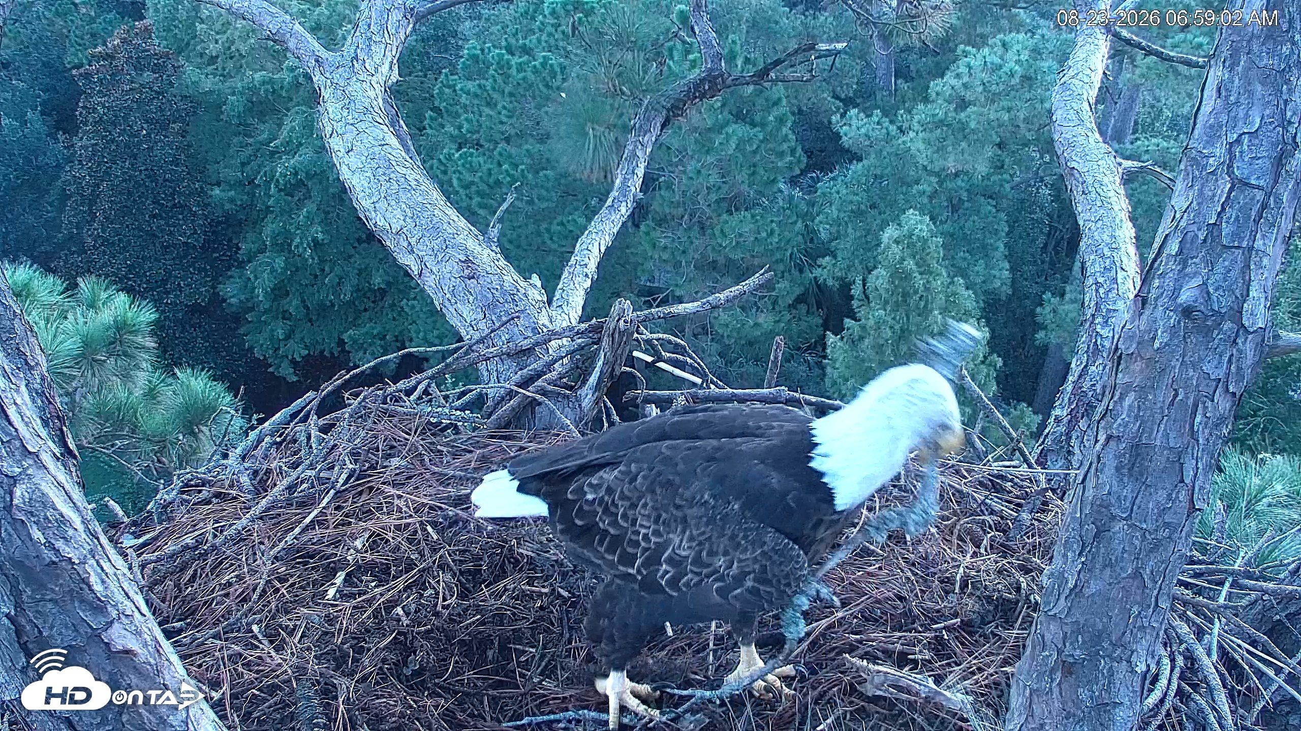 Snapshot of Hilton Head Island Eagles Live Webcam taken Aug 23, 2026, 6:59am EDT