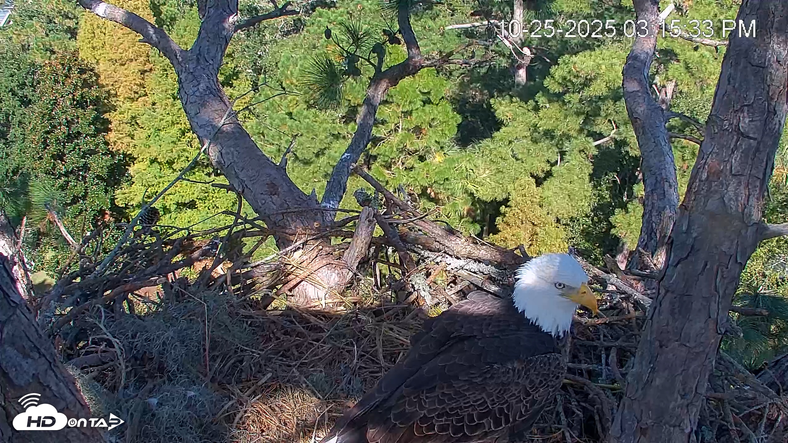 Snapshot of Hilton Head Island Eagles Live Webcam taken Oct 25, 2025, 3:16pm EDT