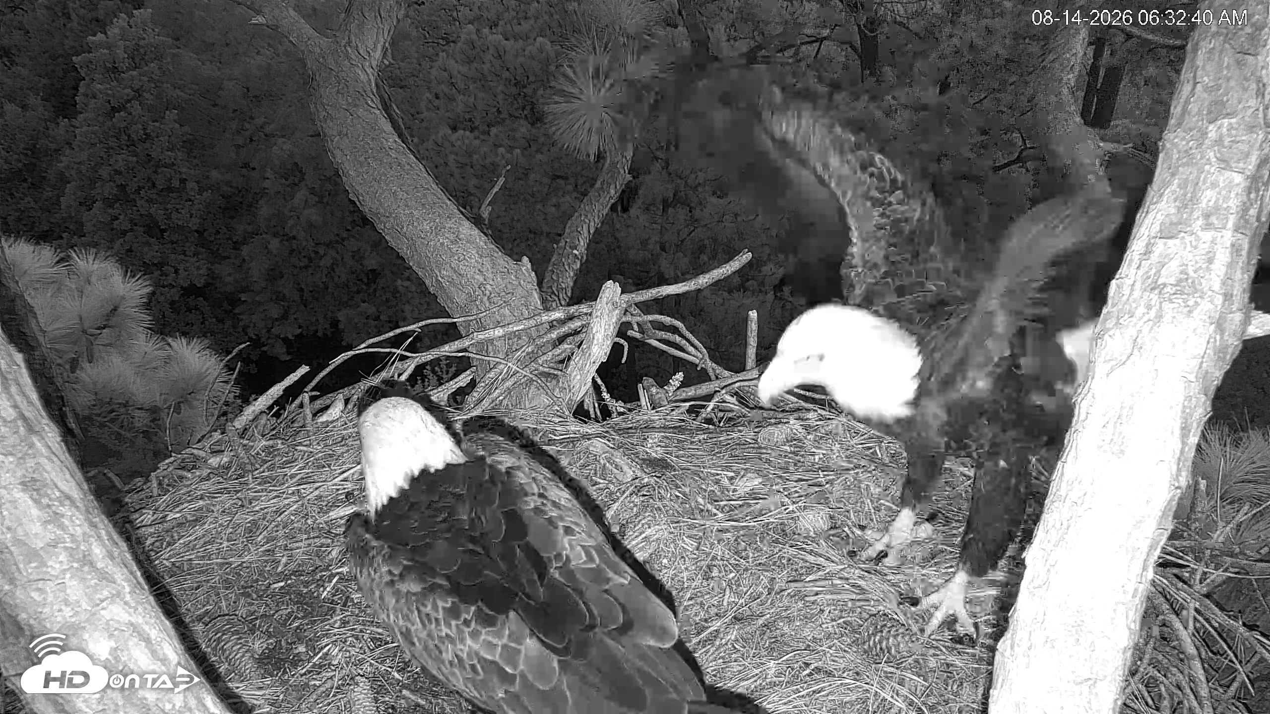 Snapshot of Hilton Head Island Eagles Live Webcam taken Aug 14, 2026, 6:33am EDT