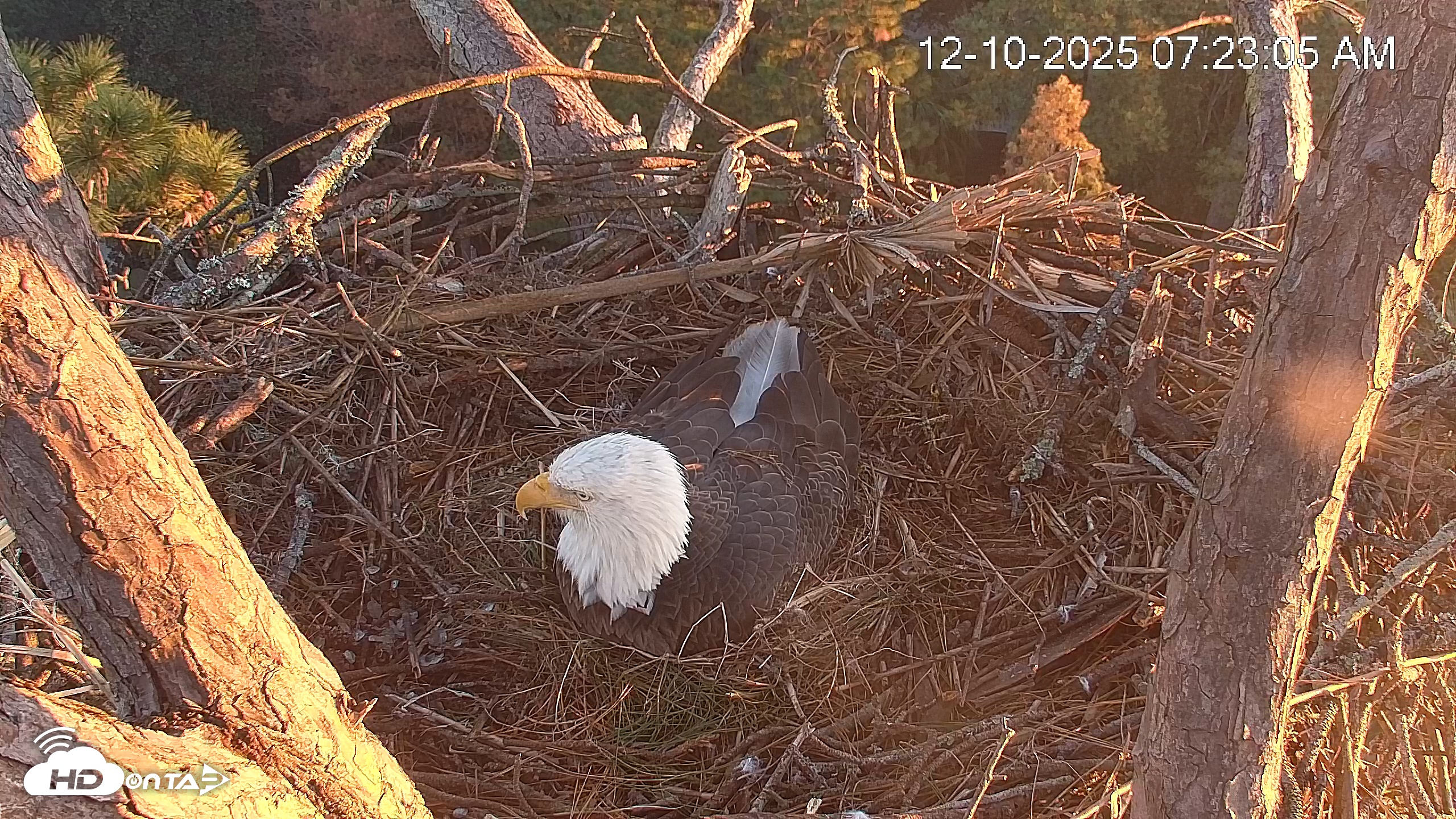 Snapshot of Hilton Head Island Eagles Live Webcam taken Dec 10, 2025, 7:23am EST