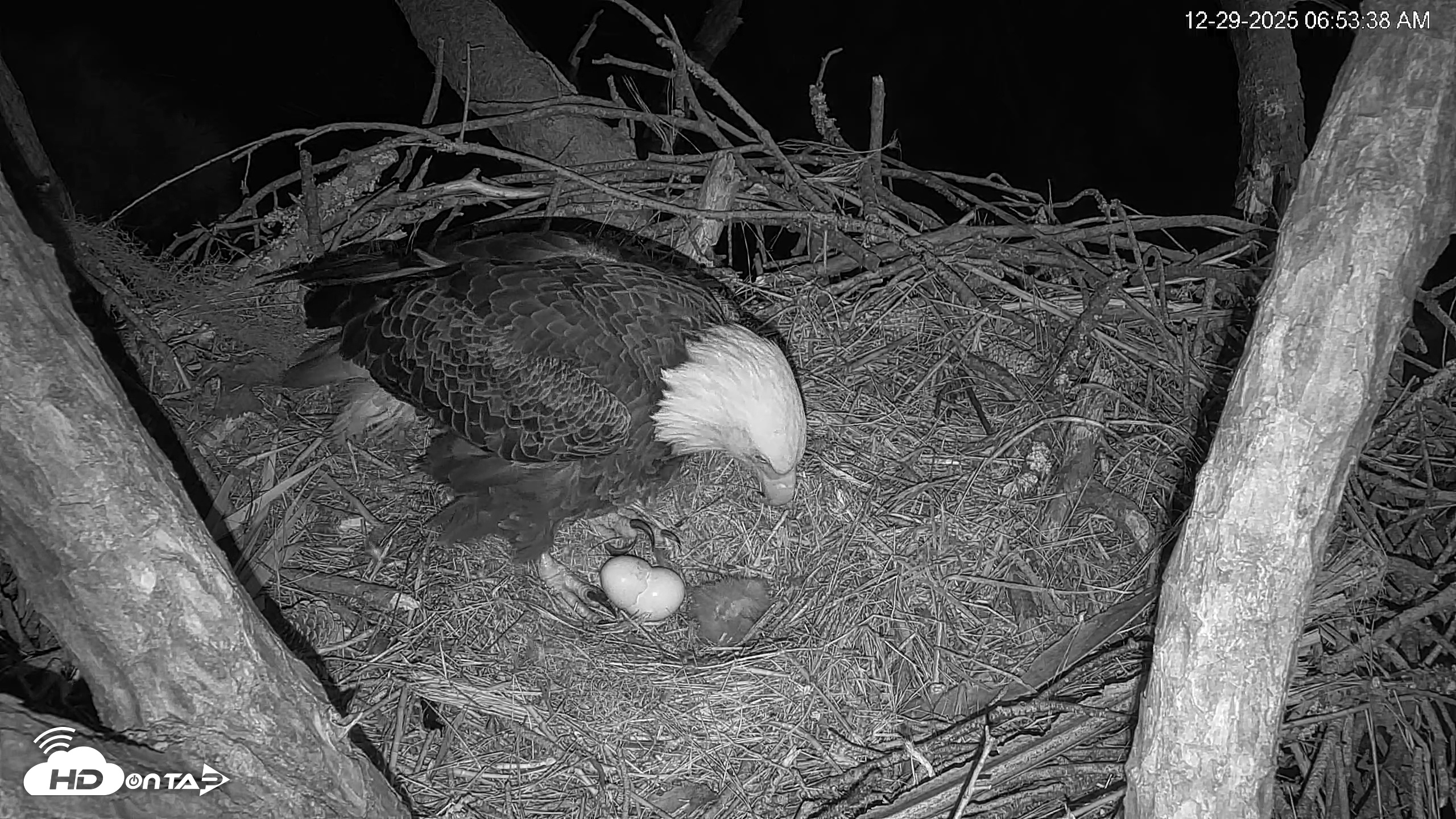 Snapshot of Hilton Head Island Eagles Live Webcam taken Dec 29, 2025, 6:54am EST