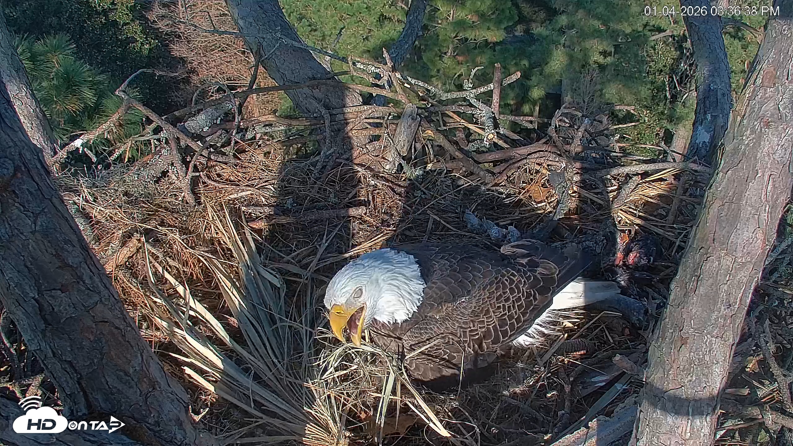 Snapshot of Hilton Head Island Eagles Live Webcam taken Jan 4, 2026, 3:37pm EST
