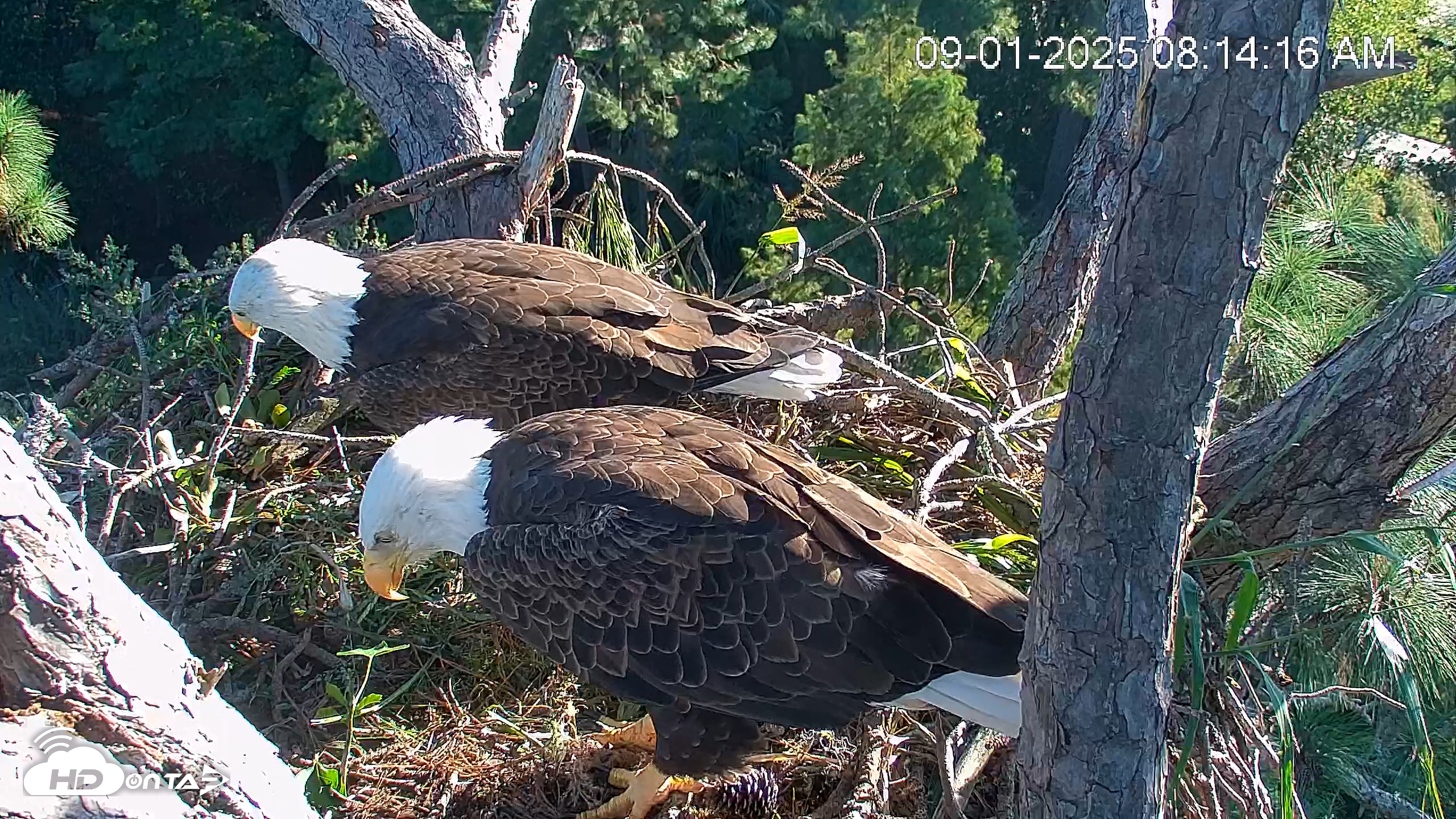 Snapshot of Hilton Head Island Eagles Live Webcam taken Sep 1, 2025, 8:15am EDT