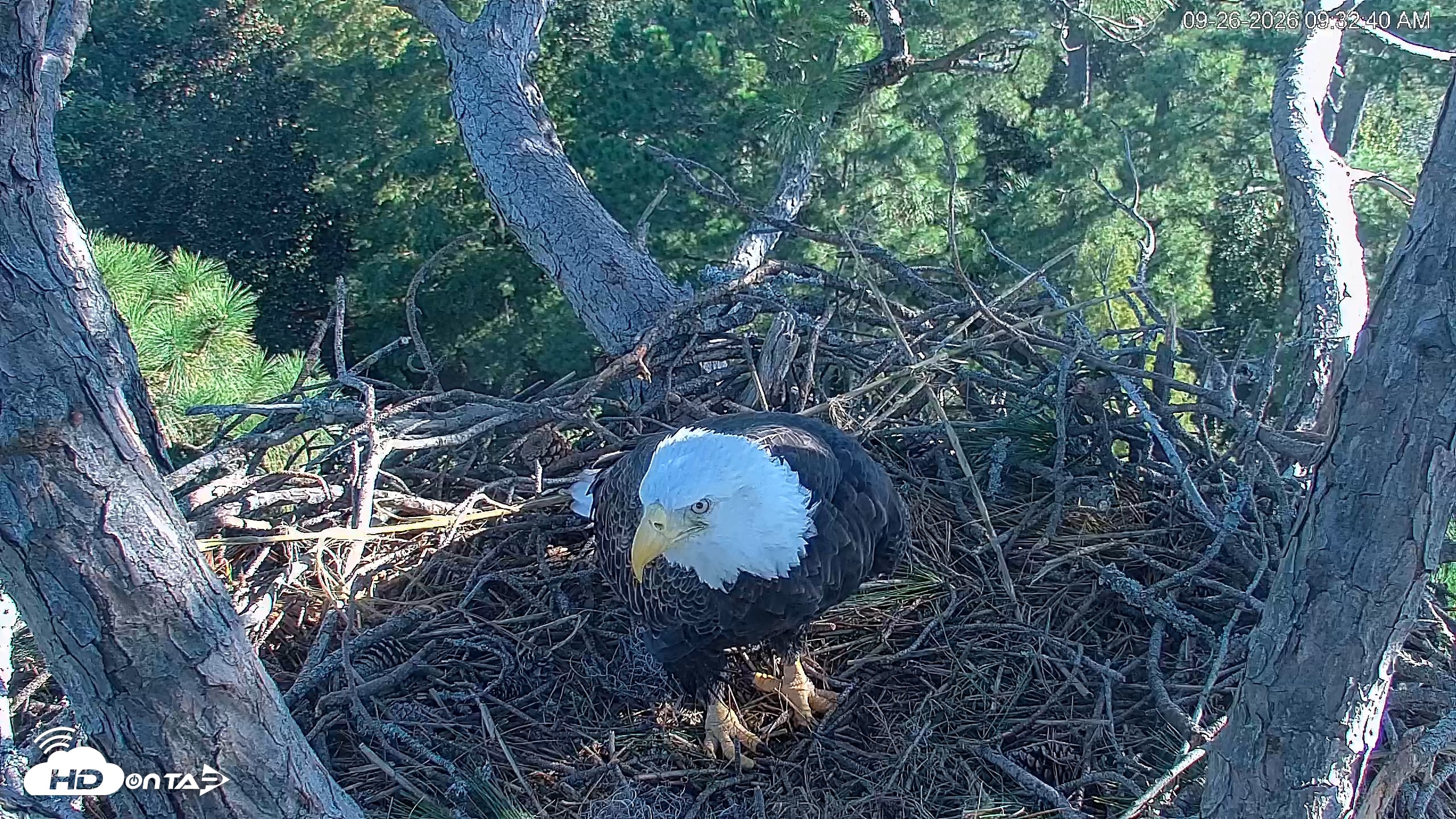 Snapshot of Hilton Head Island Eagles Live Webcam taken Sep 26, 2026, 9:33am EDT