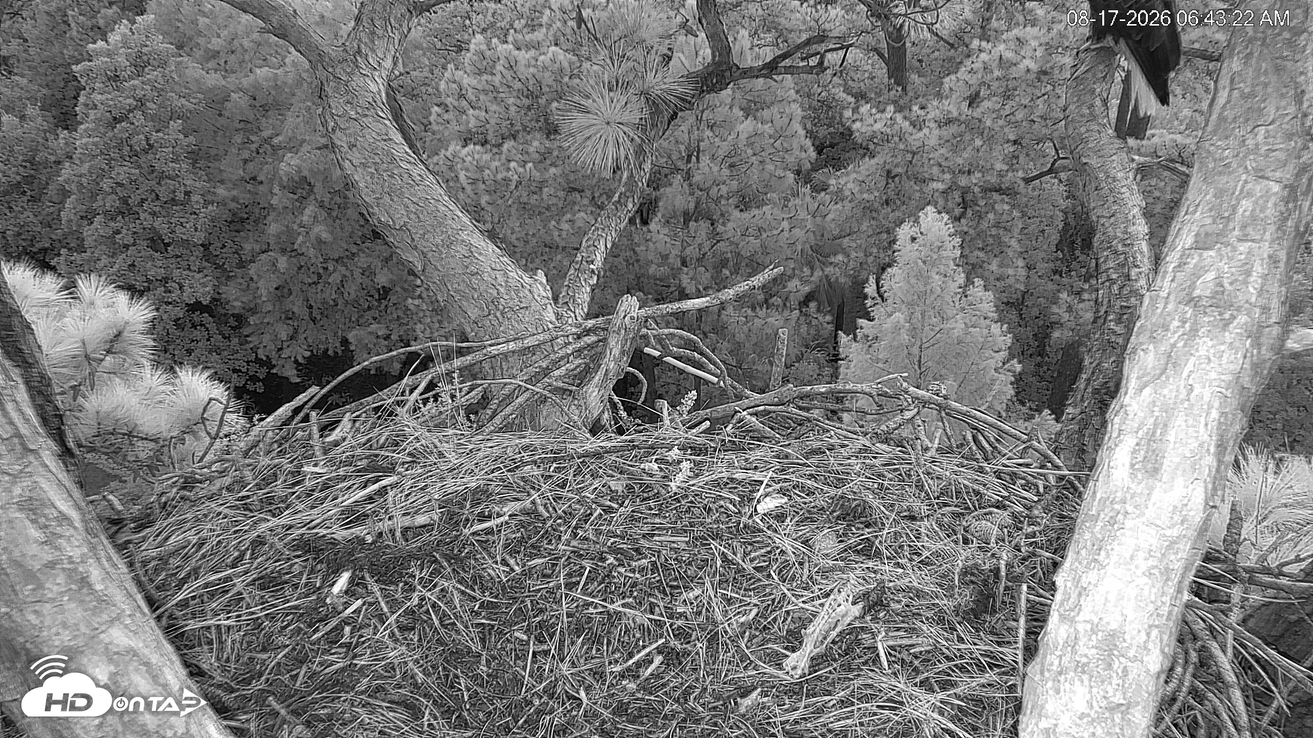 Snapshot of Hilton Head Island Eagles Live Webcam taken Aug 17, 2026, 6:43am EDT