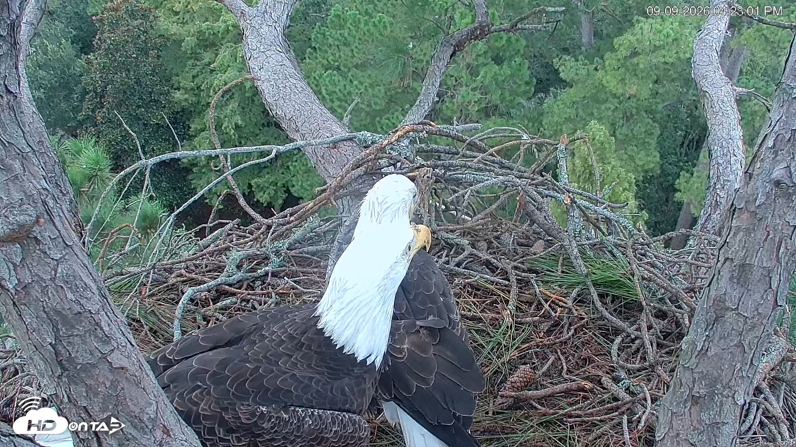 Snapshot of Hilton Head Island Eagles Live Webcam taken Sep 9, 2026, 4:23pm EDT