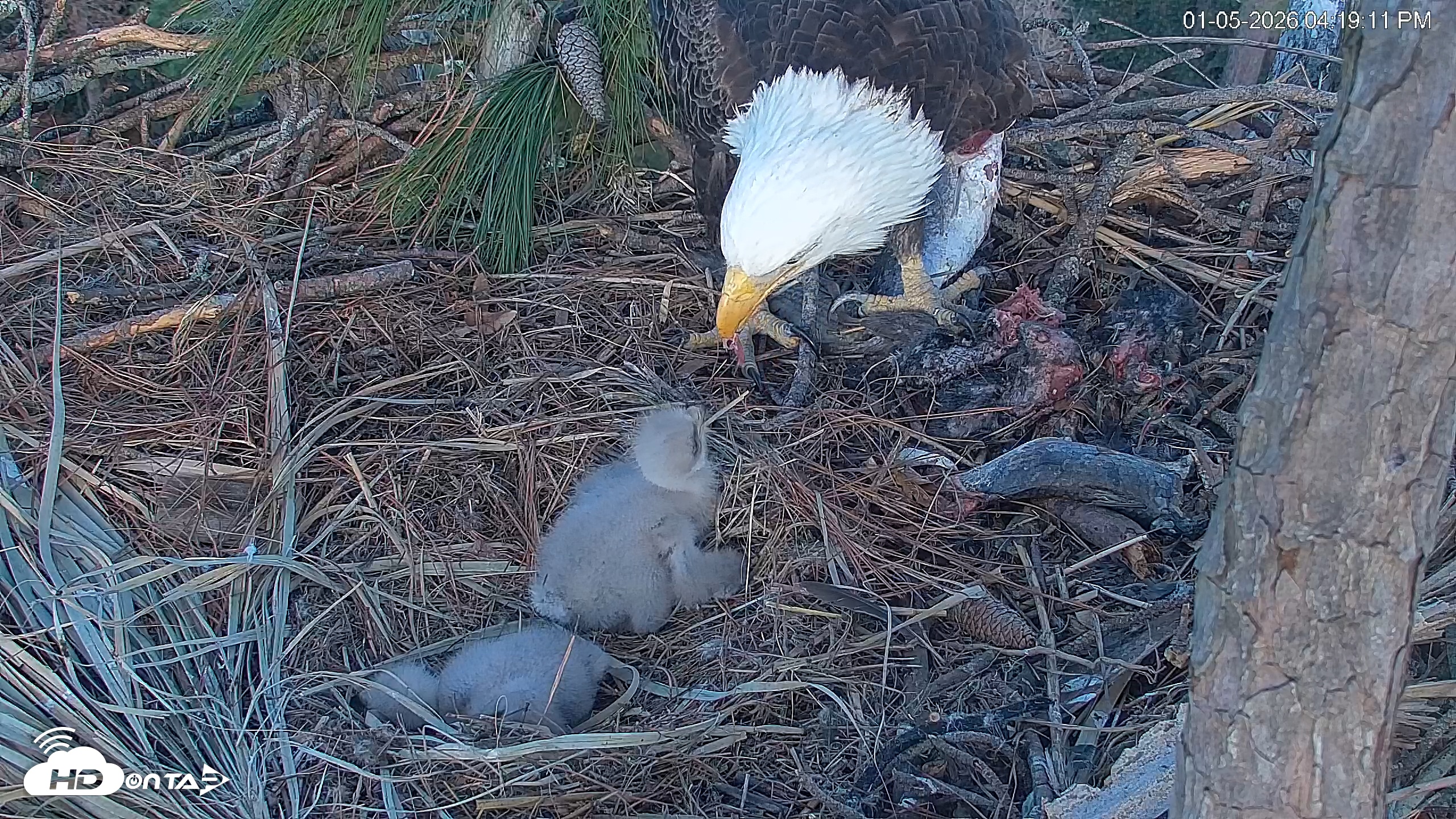 Snapshot of Hilton Head Island Eagles Live Webcam taken Jan 5, 2026, 4:19pm EST