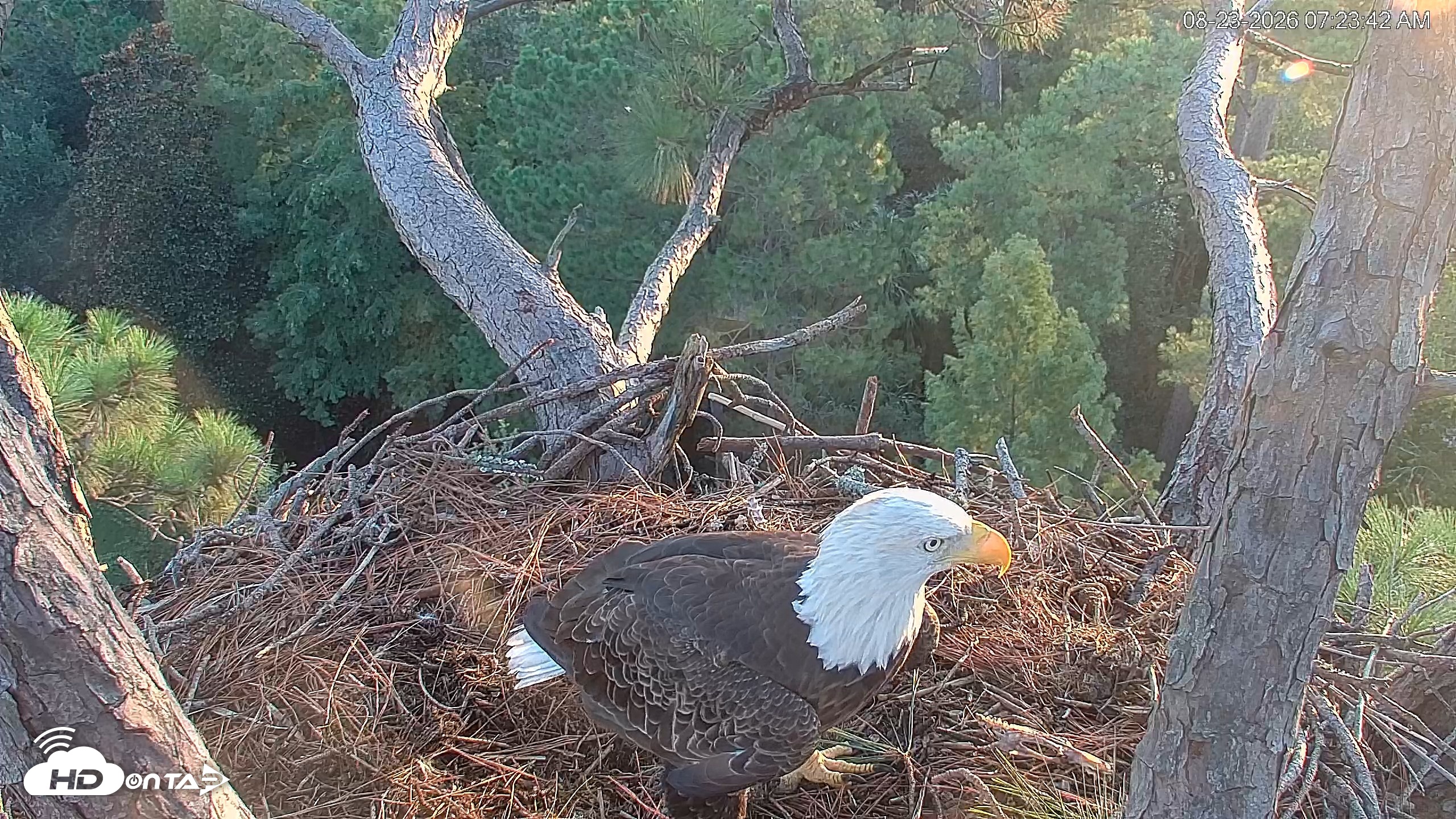 Snapshot of Hilton Head Island Eagles Live Webcam taken Aug 23, 2026, 7:24am EDT