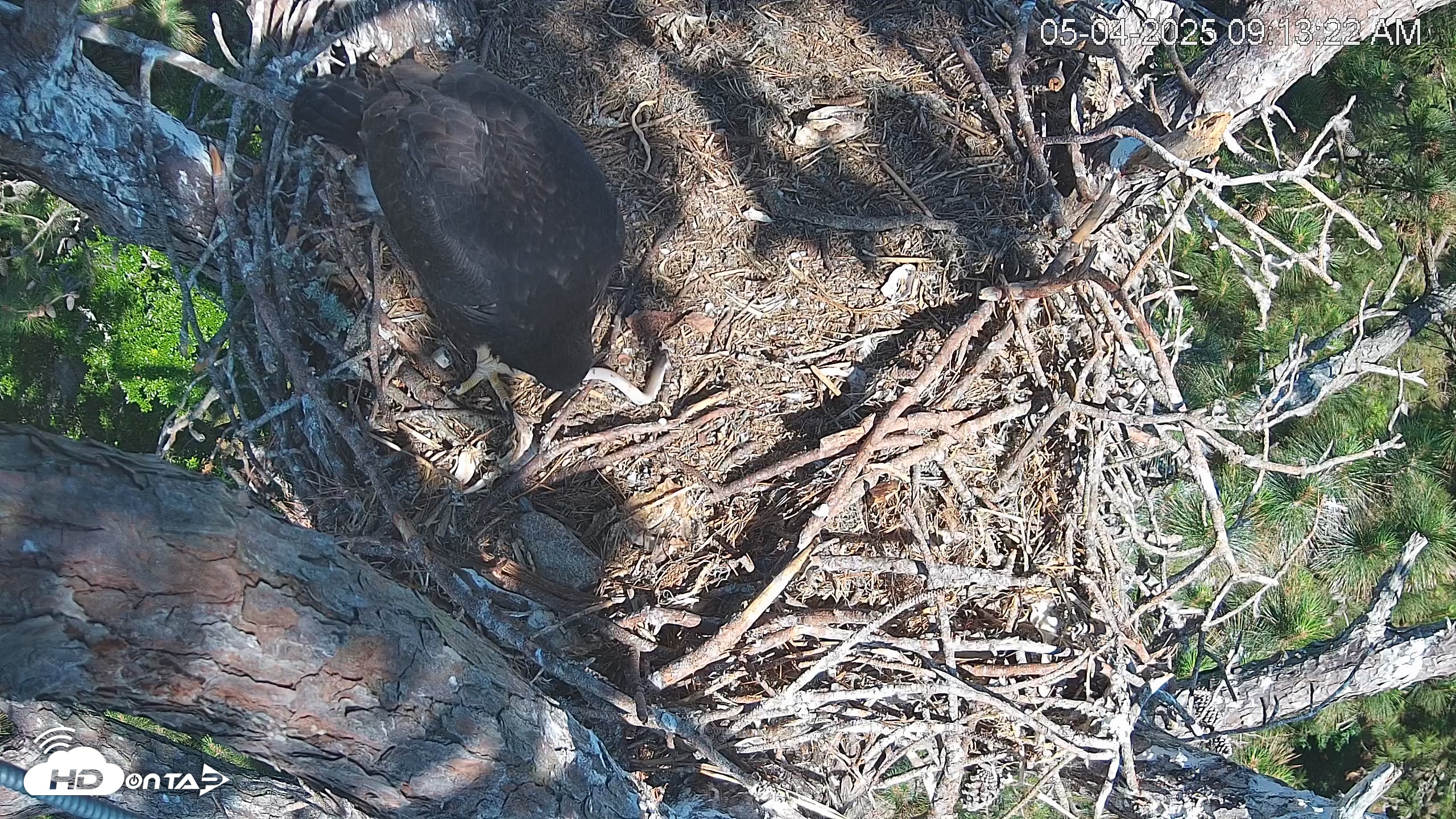 Snapshot of Hilton Head Island Eagles Live Webcam taken May 4, 2025, 9:13am EDT
