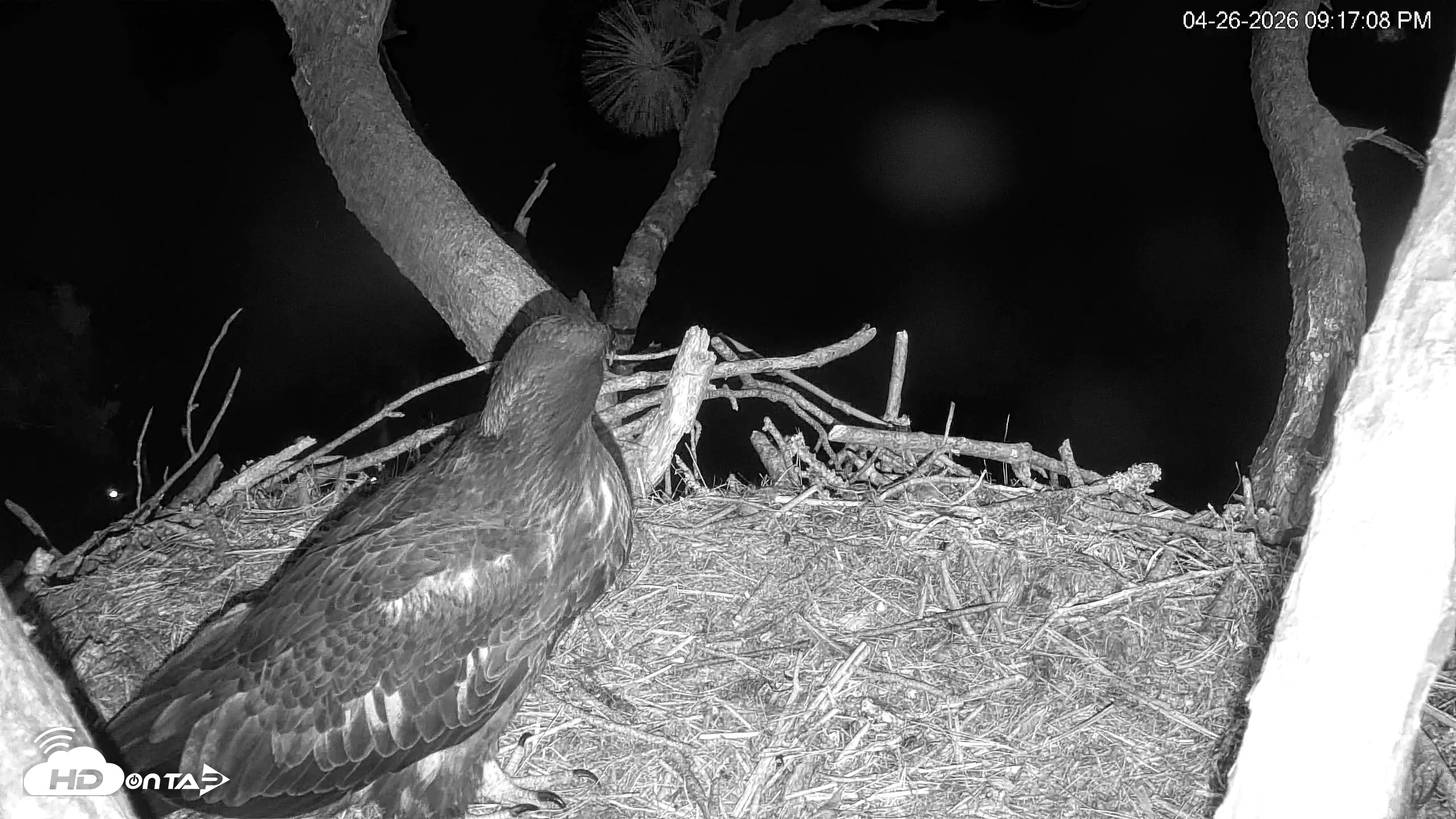 Snapshot of Hilton Head Island Eagles Live Webcam taken Apr 26, 2026, 9:17pm EDT