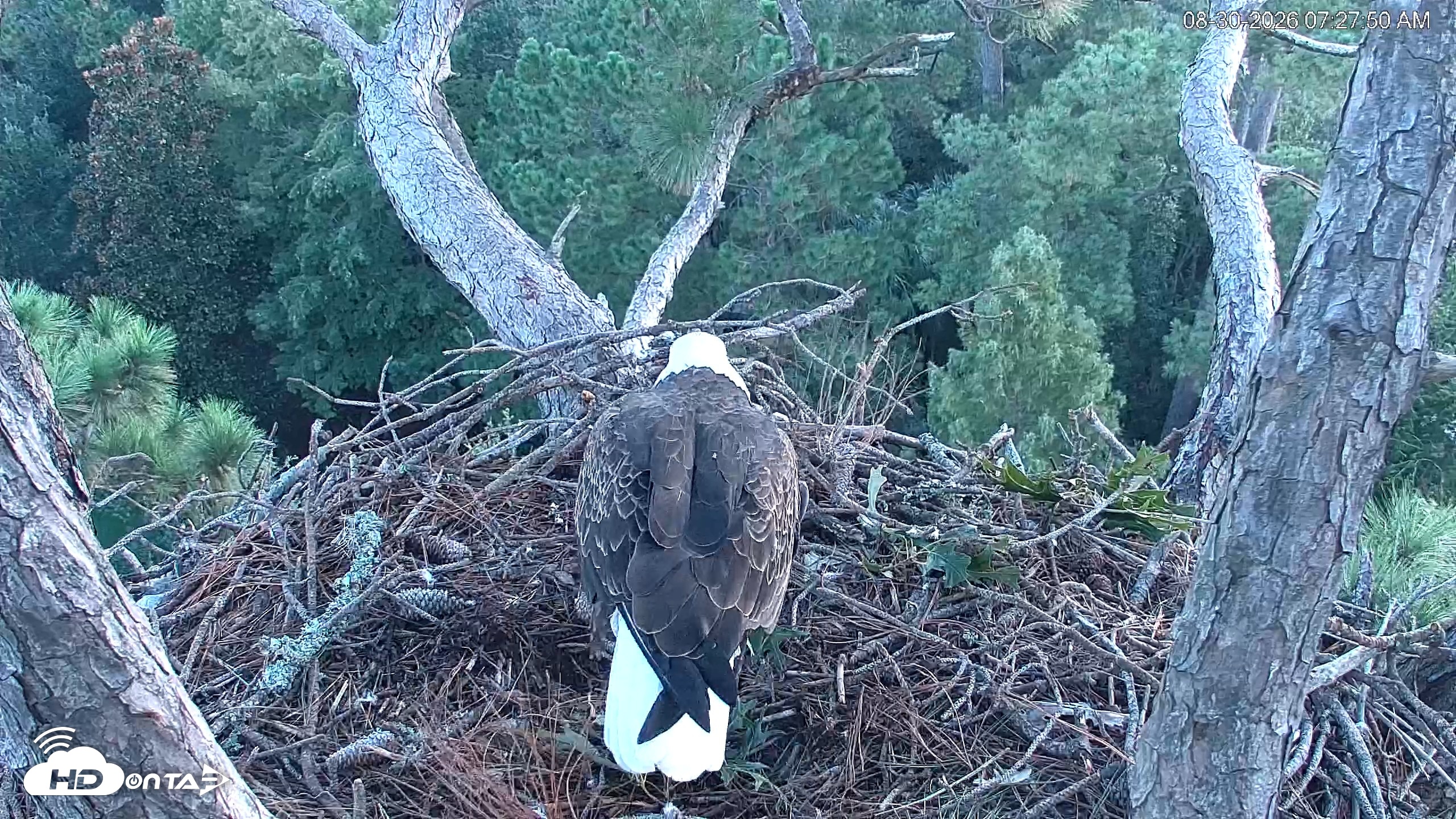 Snapshot of Hilton Head Island Eagles Live Webcam taken Aug 30, 2026, 7:28am EDT