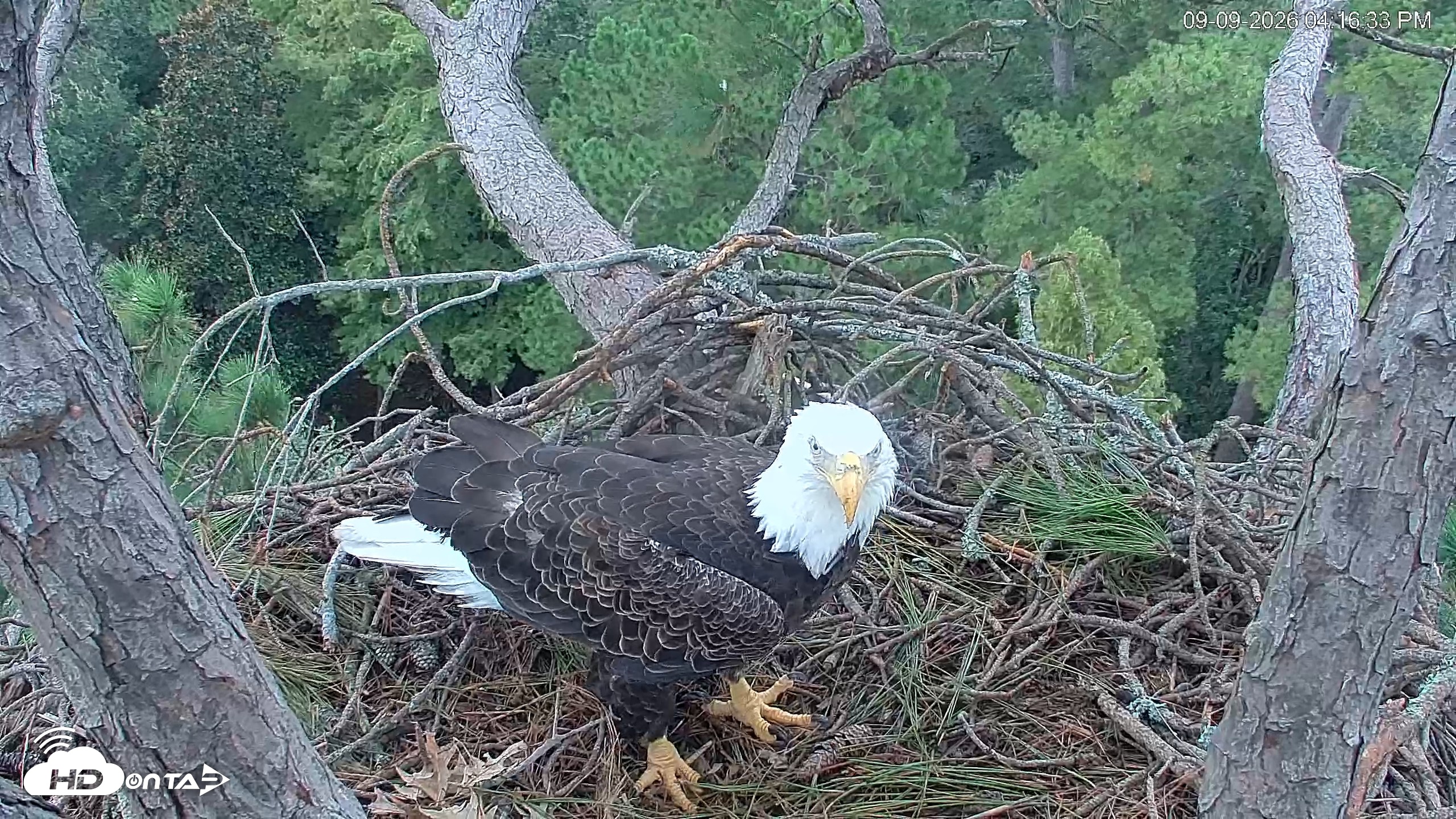 Snapshot of Hilton Head Island Eagles Live Webcam taken Sep 9, 2026, 4:17pm EDT