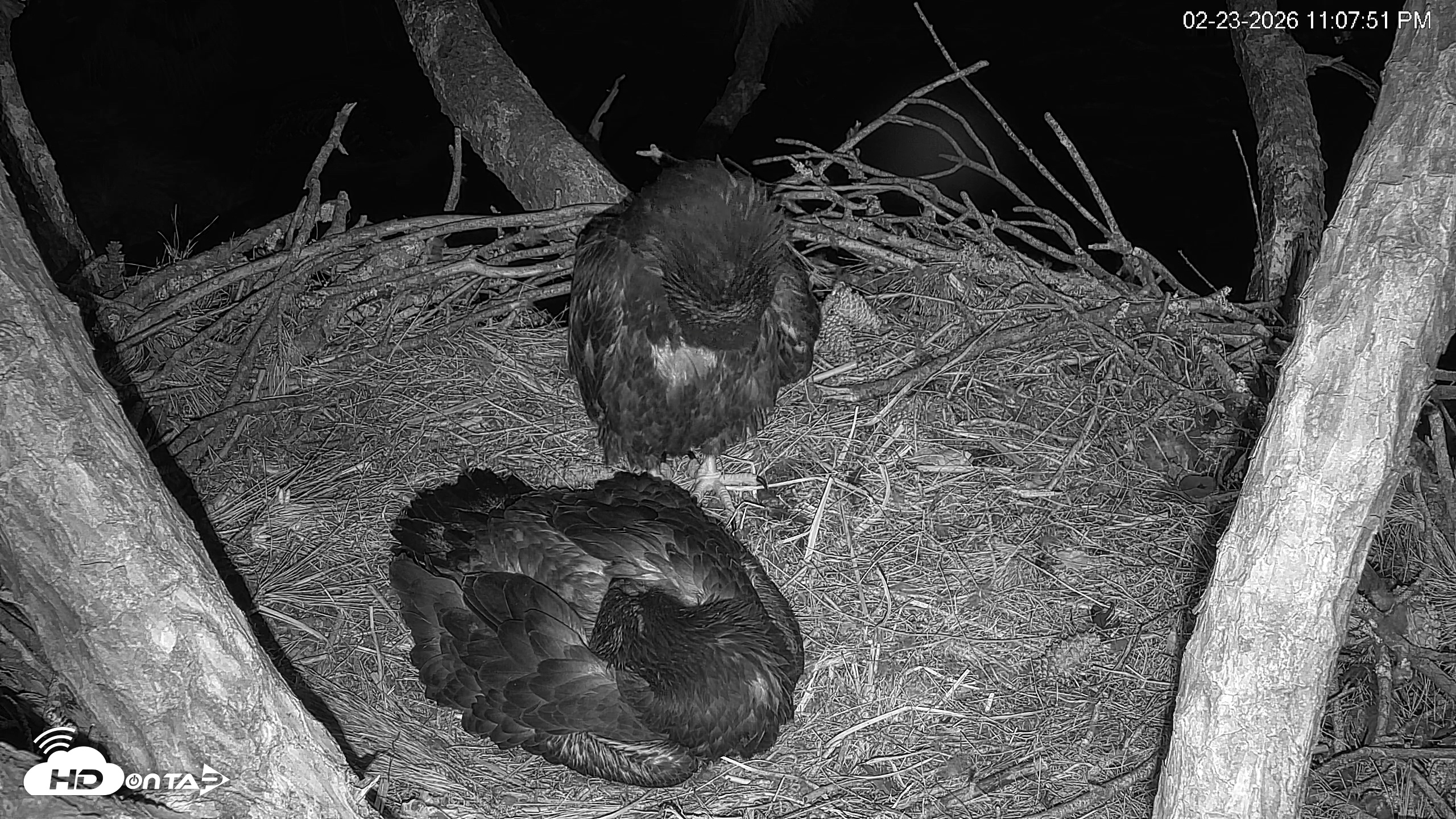 Snapshot of Hilton Head Island Eagles Live Webcam taken Feb 23, 2026, 11:08pm EST