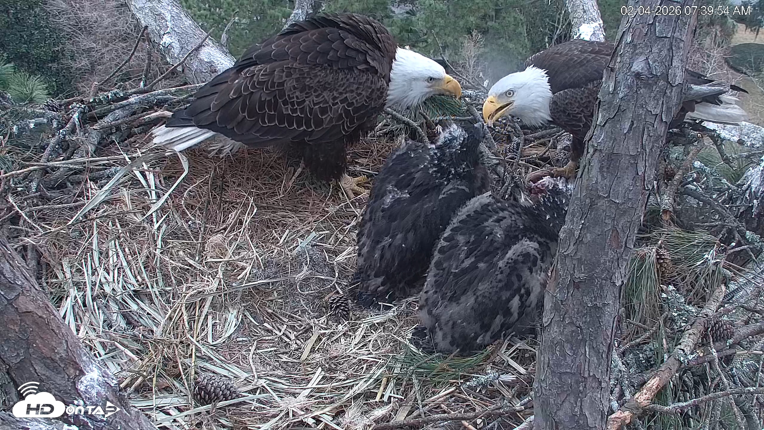 Snapshot of Hilton Head Island Eagles Live Webcam taken Feb 4, 2026, 7:41am EST
