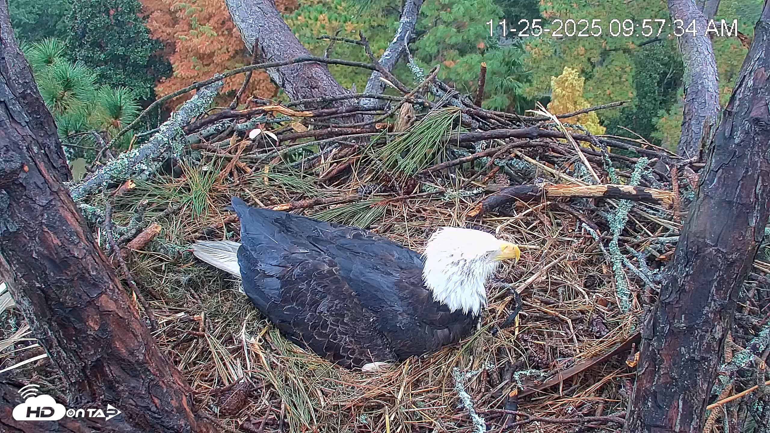 Snapshot of Hilton Head Island Eagles Live Webcam taken Nov 25, 2025, 9:58am EST