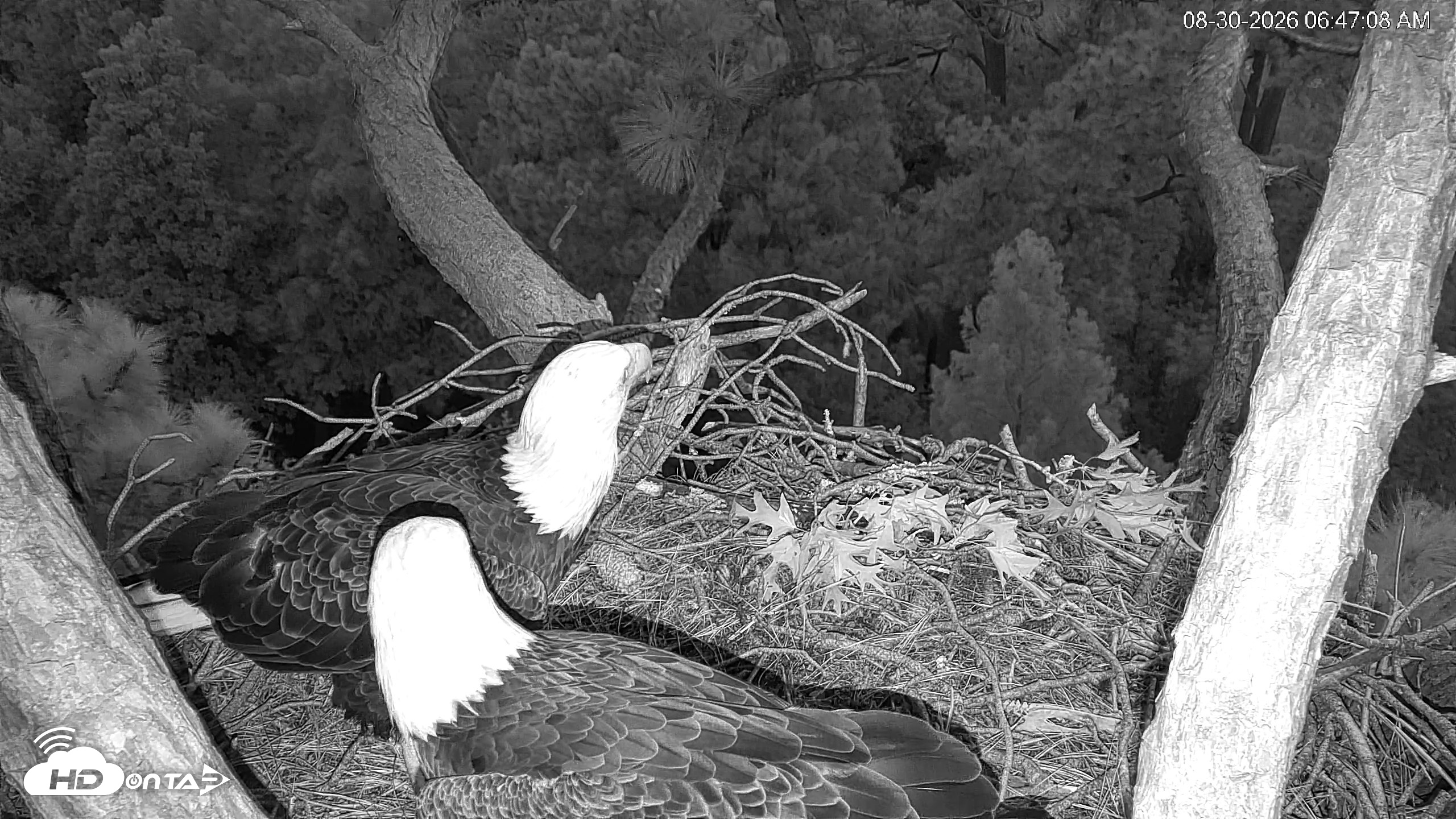 Snapshot of Hilton Head Island Eagles Live Webcam taken Aug 30, 2026, 6:47am EDT