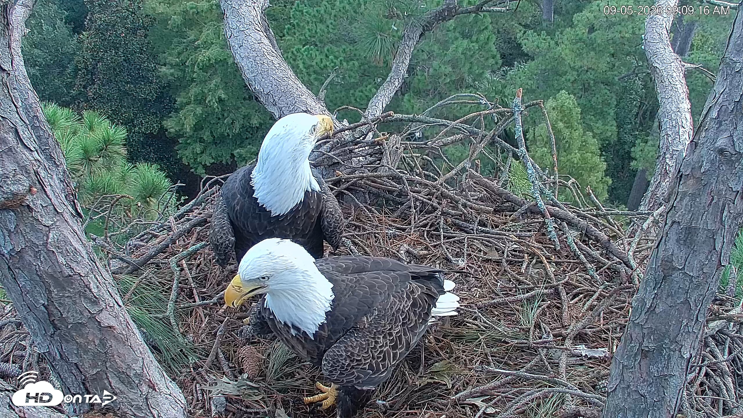 Snapshot of Hilton Head Island Eagles Live Webcam taken Sep 5, 2026, 9:09am EDT