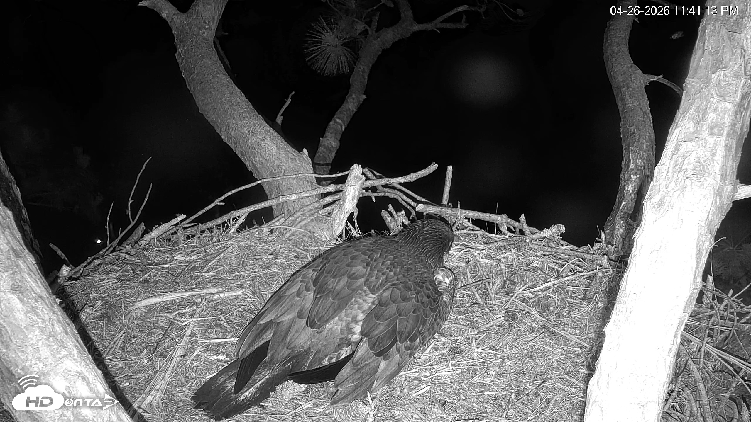 Snapshot of Hilton Head Island Eagles Live Webcam taken Apr 26, 2026, 11:42pm EDT