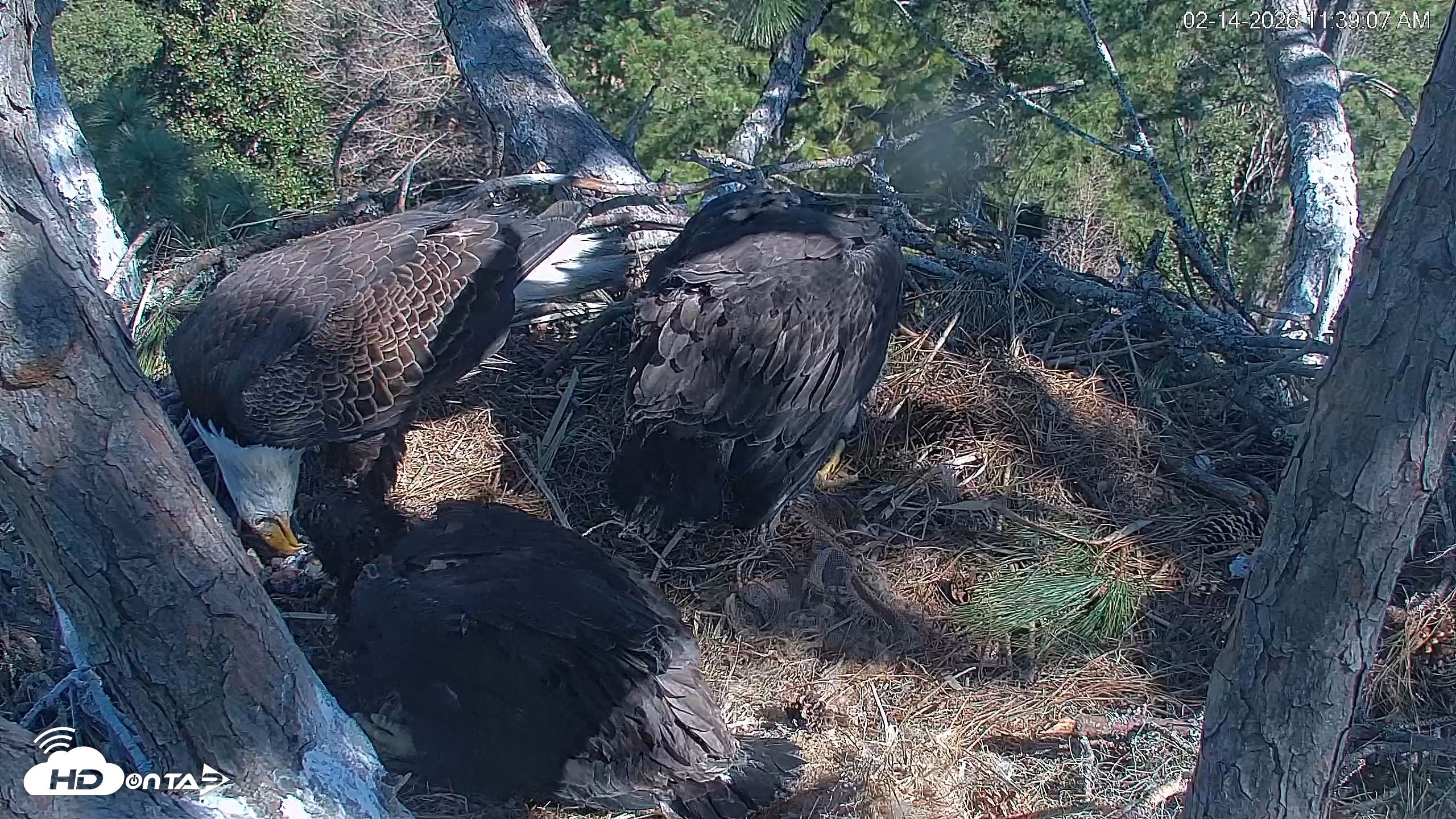 Snapshot of Hilton Head Island Eagles Live Webcam taken Feb 14, 2026, 11:40am EST
