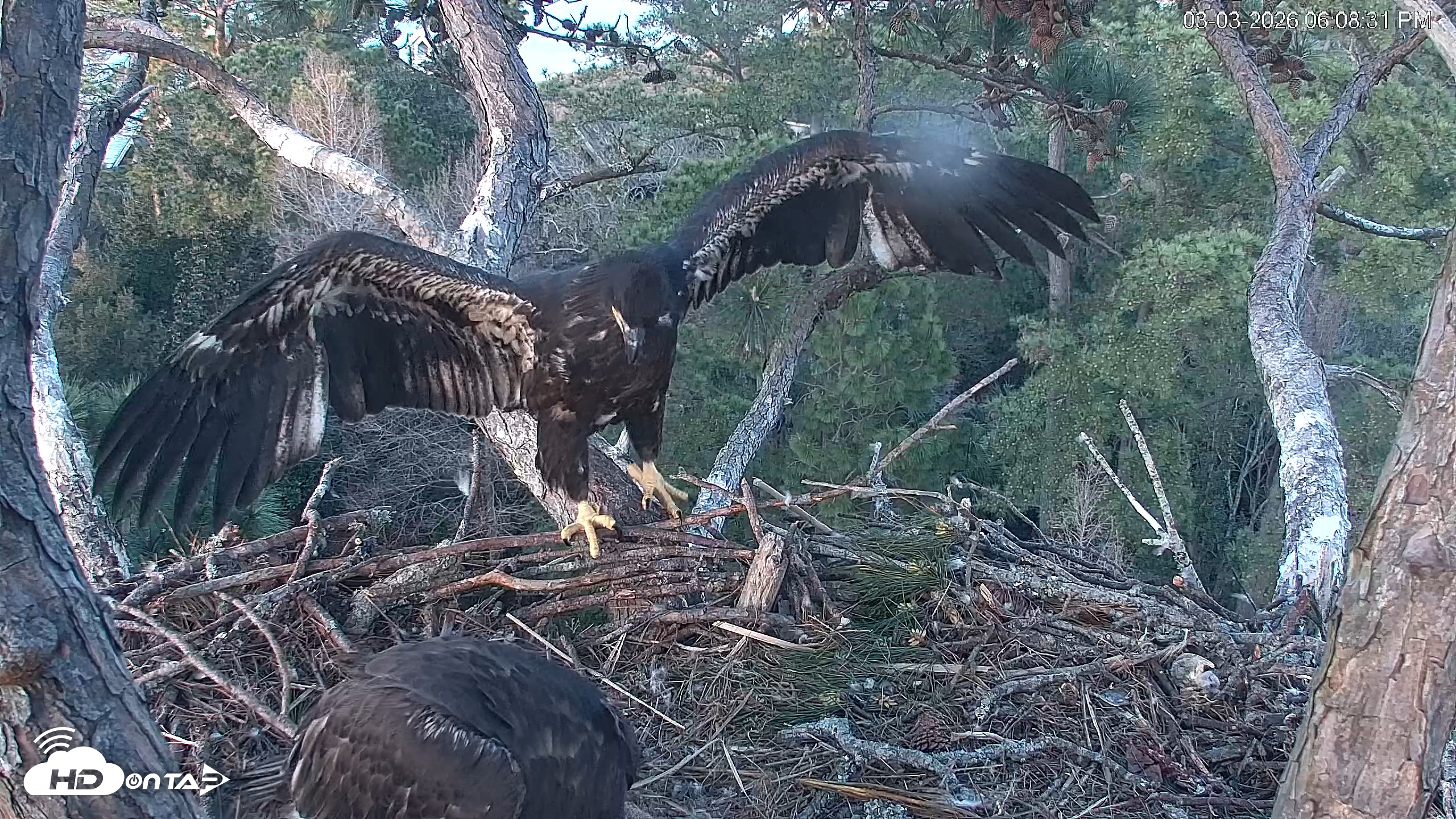 Snapshot of Hilton Head Island Eagles Live Webcam taken Mar 3, 2026, 6:09pm EST
