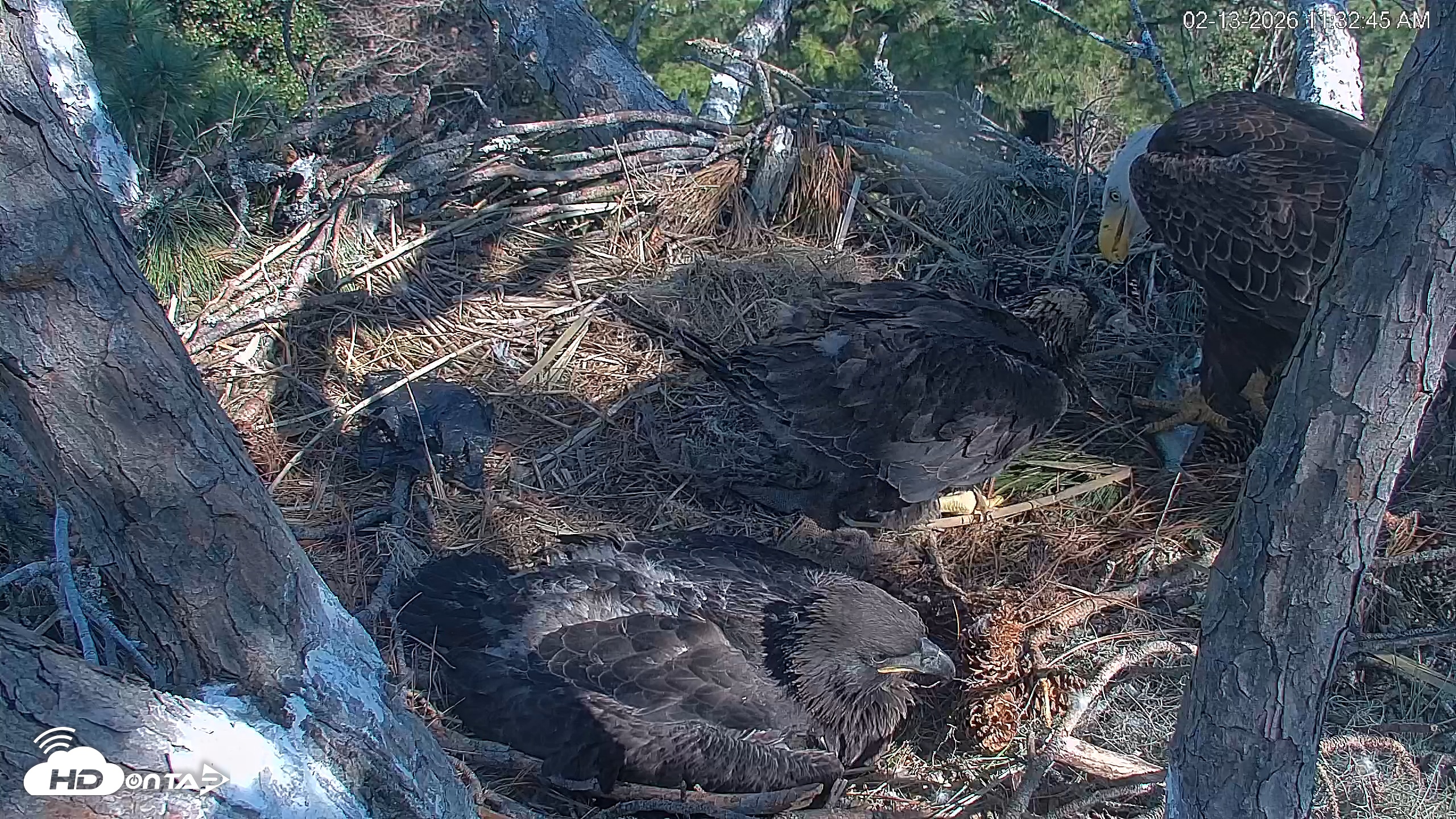 Snapshot of Hilton Head Island Eagles Live Webcam taken Feb 13, 2026, 11:37am EST
