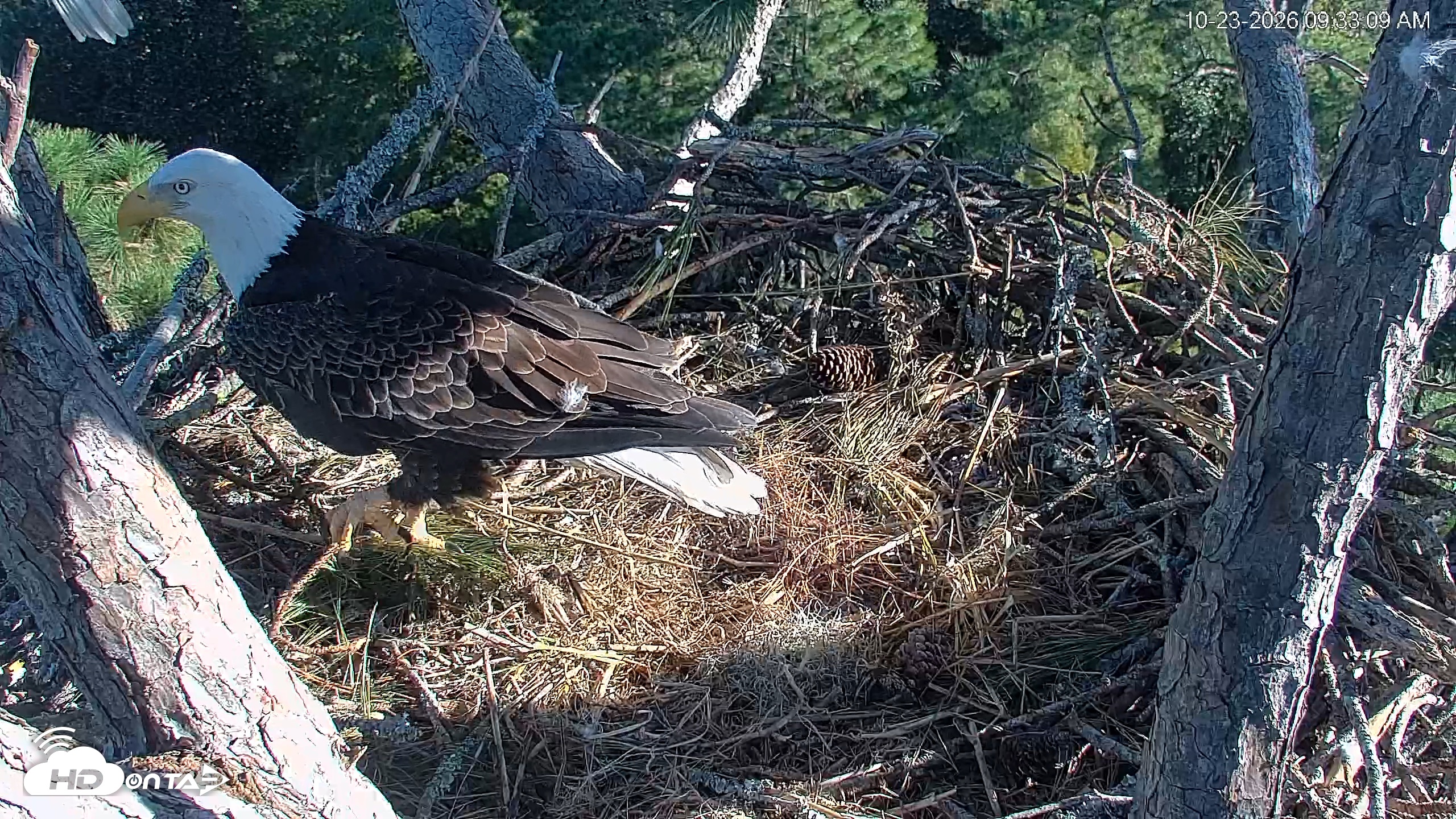 Snapshot of Hilton Head Island Eagles Live Webcam taken Oct 23, 2026, 9:33am EDT