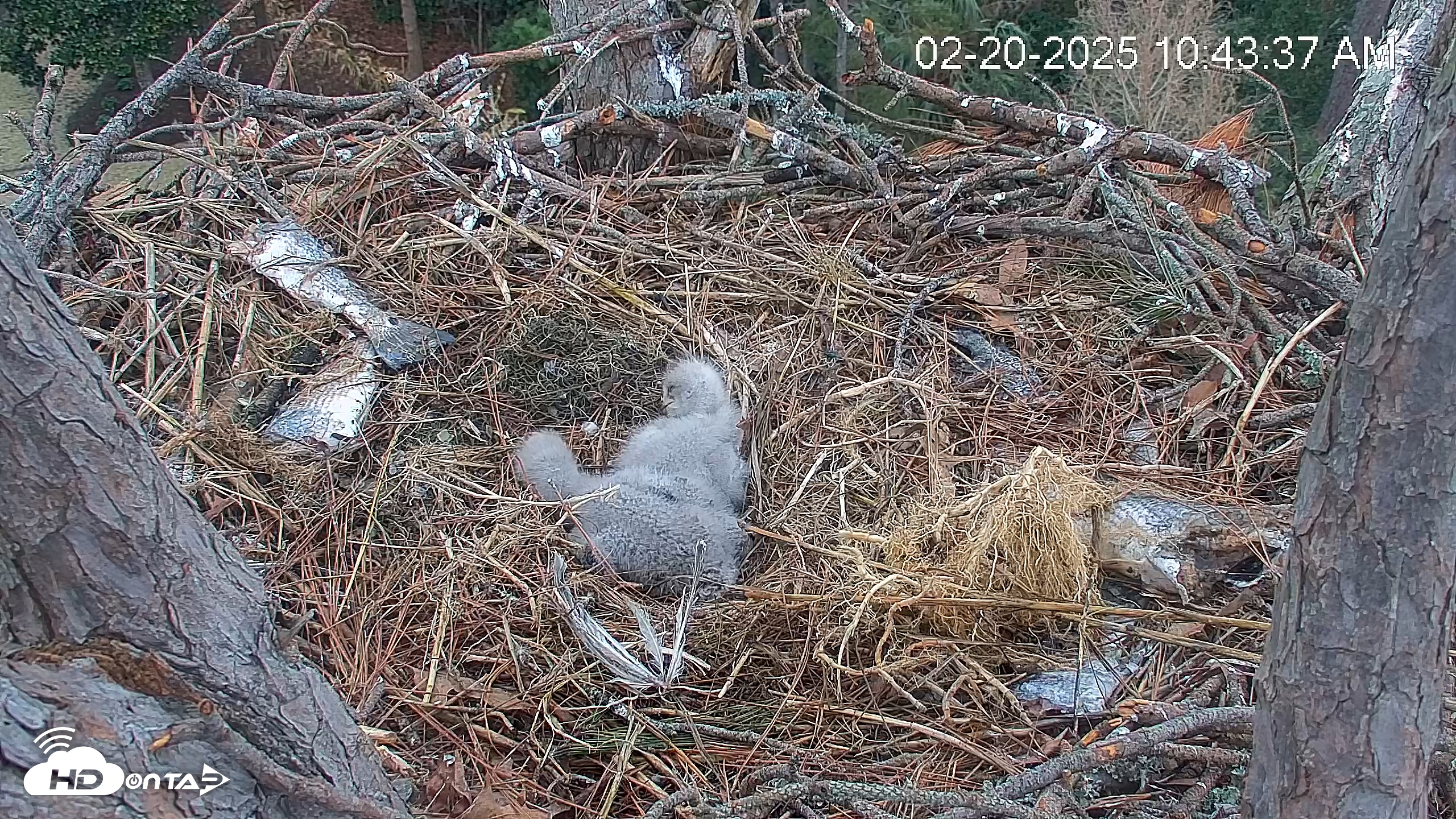 Snapshot of Hilton Head Island Eagles Live Webcam taken Feb 20, 2025, 10:44am EST
