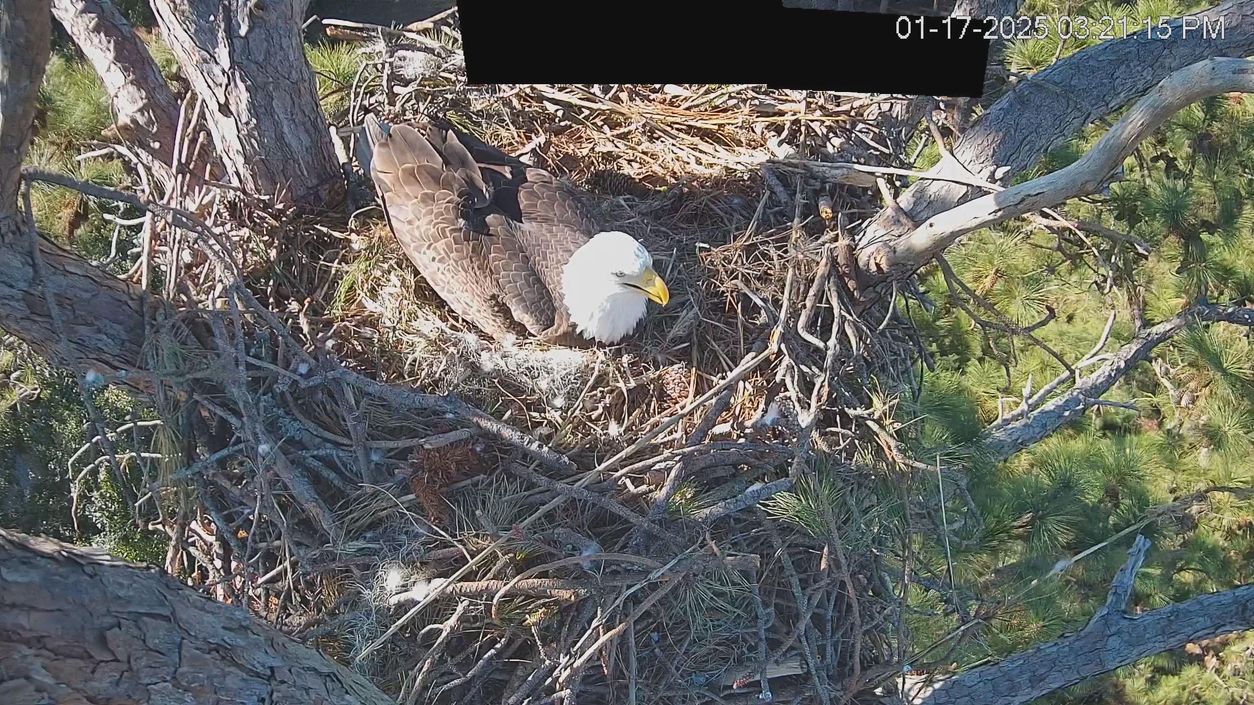 Snapshot of Hilton Head Island Eagles Live Webcam taken Jan 17, 2025, 3:21pm EST