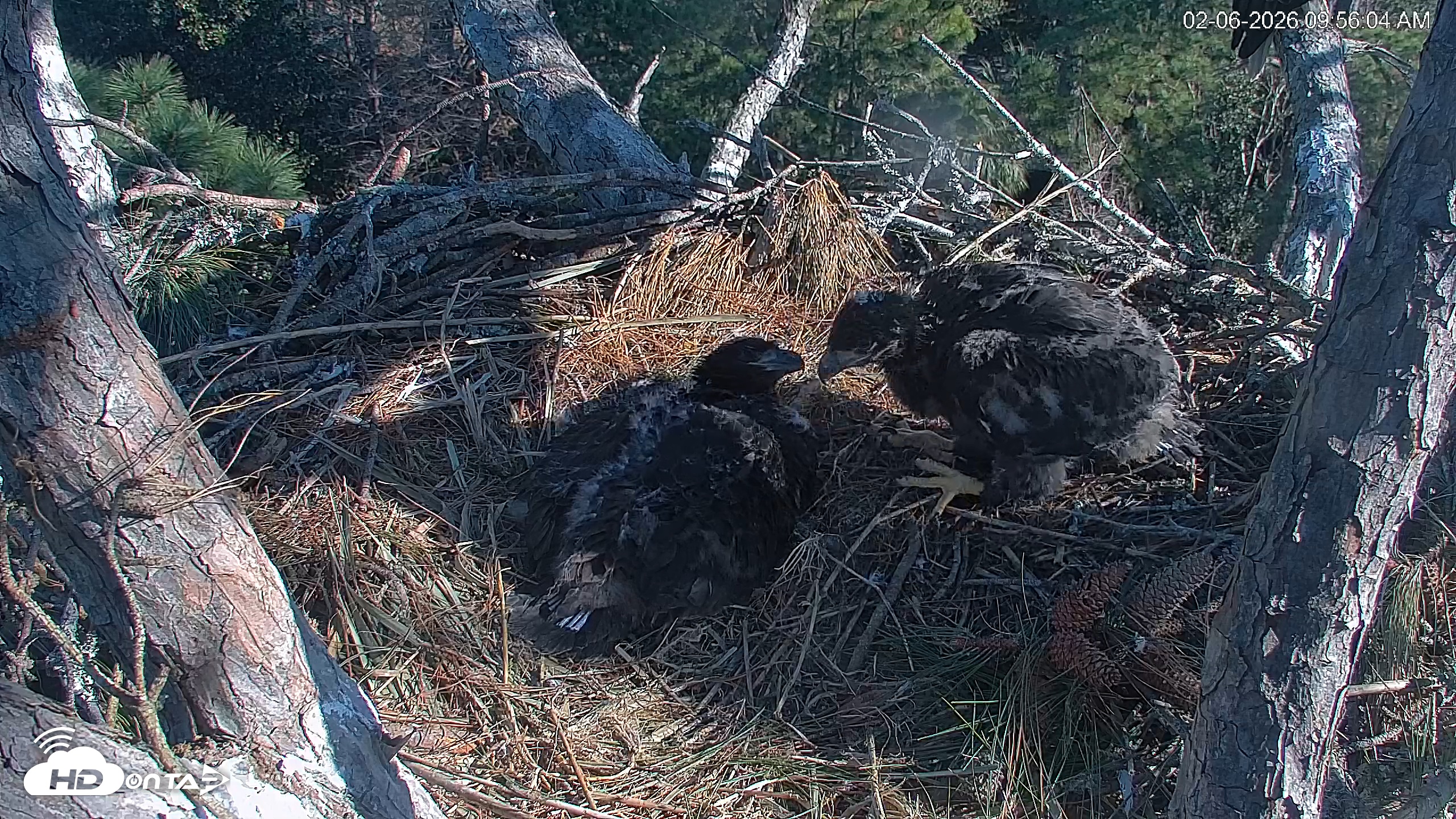 Snapshot of Hilton Head Island Eagles Live Webcam taken Feb 6, 2026, 9:57am EST