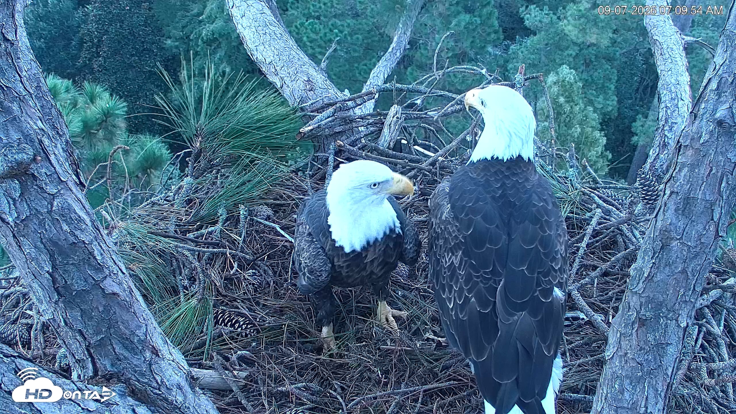 Snapshot of Hilton Head Island Eagles Live Webcam taken Sep 7, 2026, 7:10am EDT
