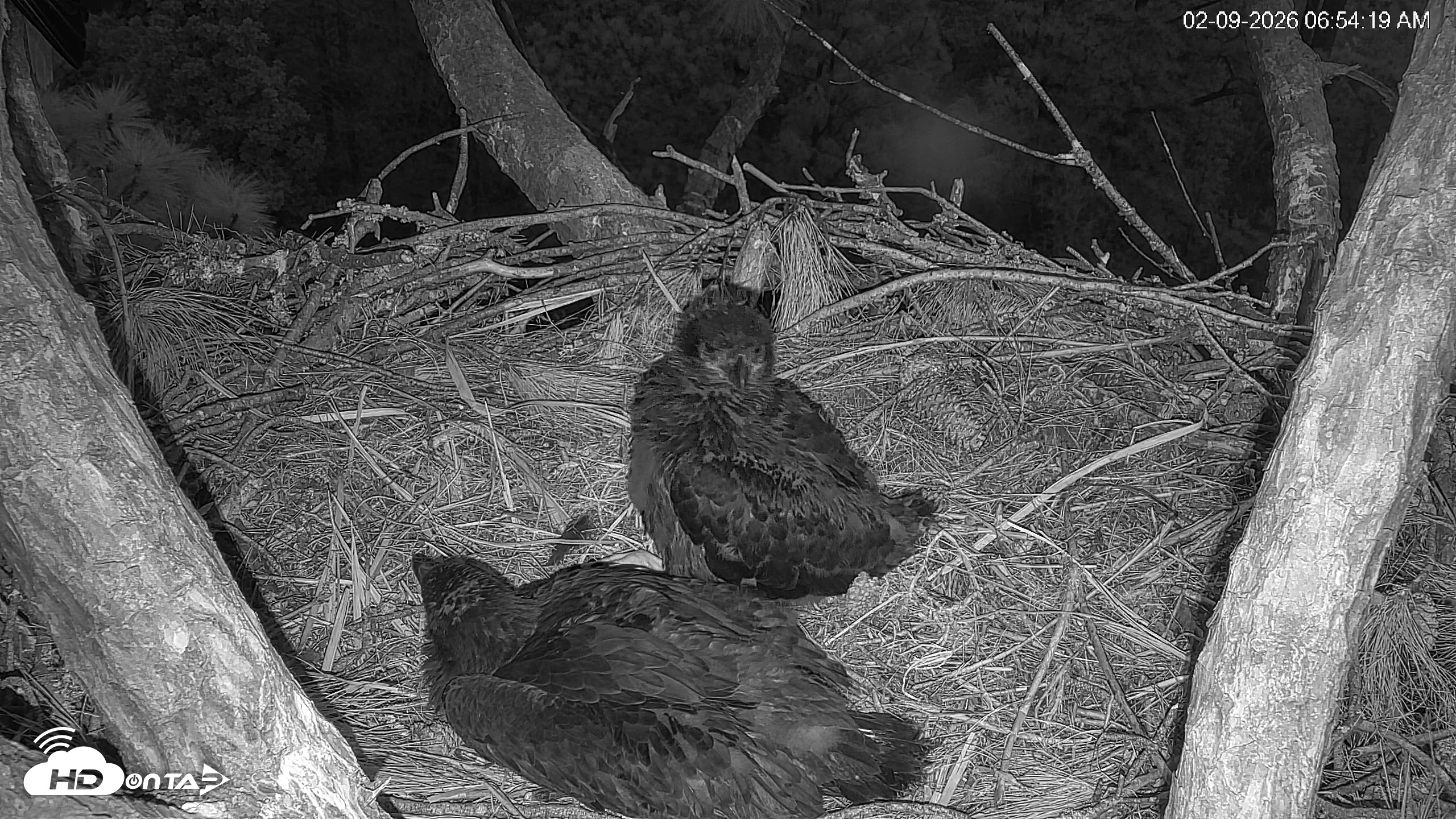 Snapshot of Hilton Head Island Eagles Live Webcam taken Feb 9, 2026, 6:55am EST