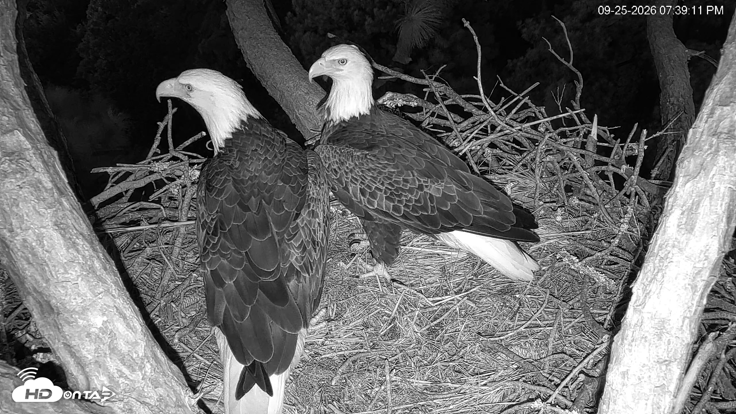 Snapshot of Hilton Head Island Eagles Live Webcam taken Sep 25, 2026, 7:39pm EDT