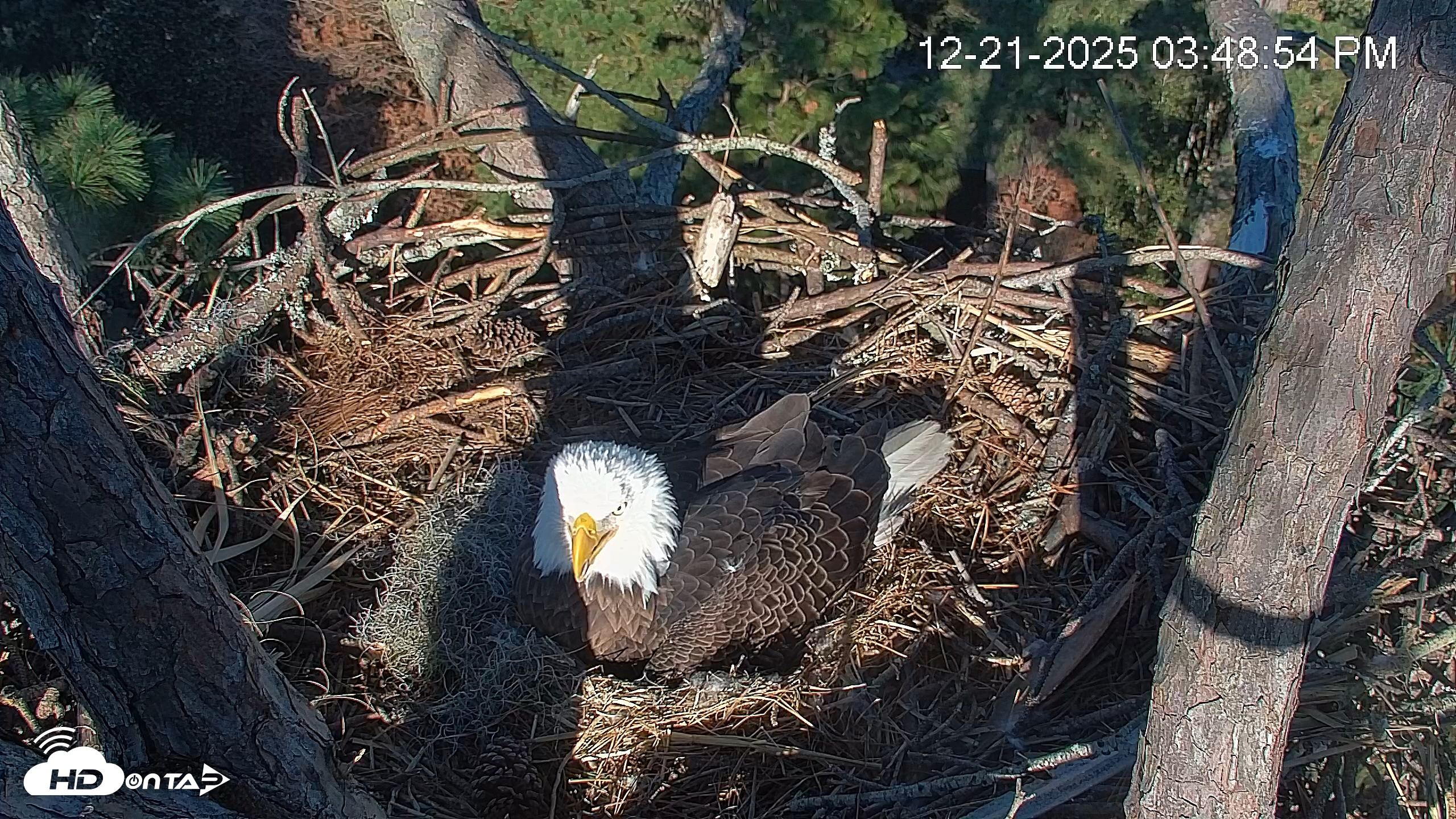 Snapshot of Hilton Head Island Eagles Live Webcam taken Dec 21, 2025, 3:50pm EST