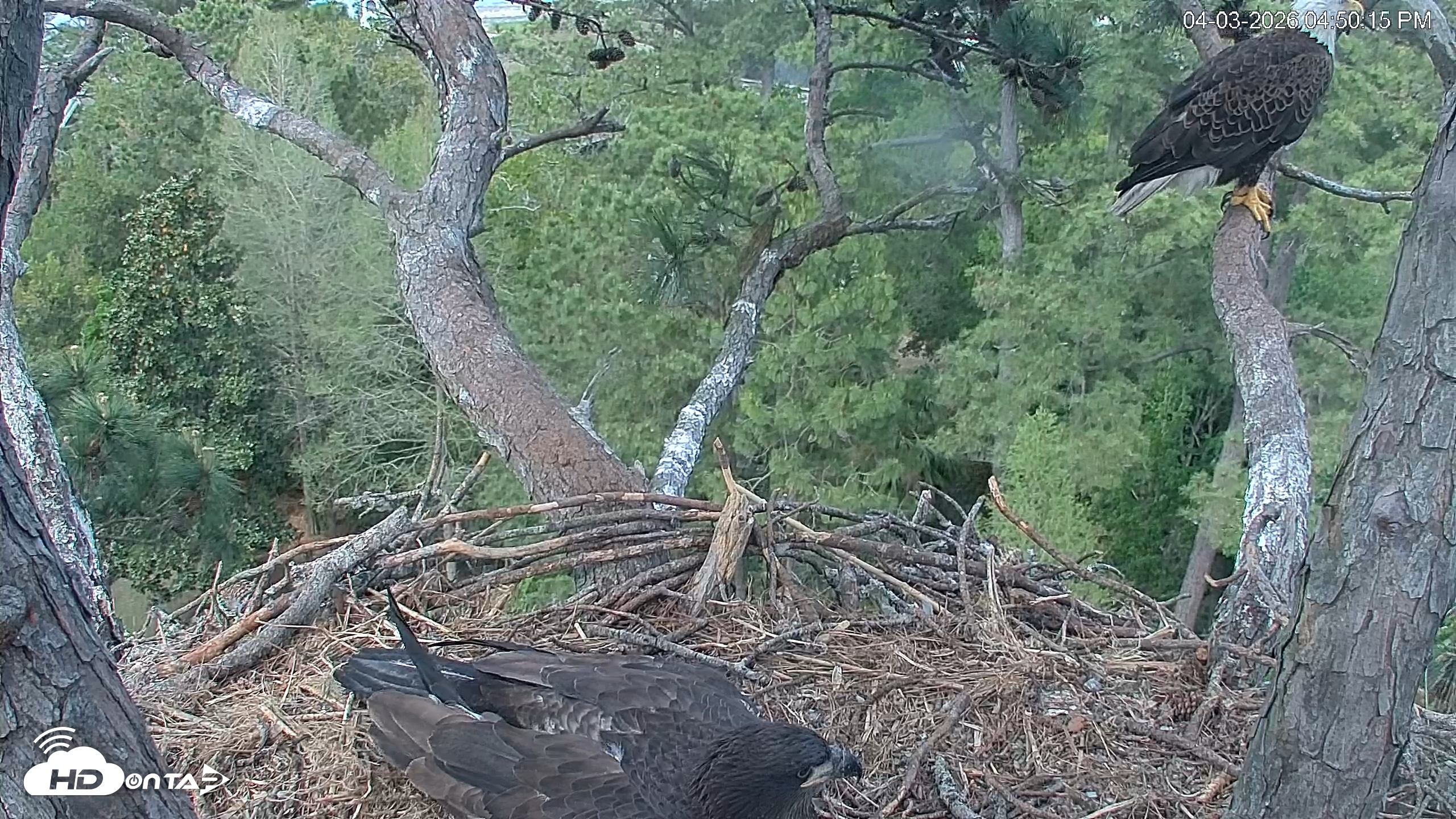 Snapshot of Hilton Head Island Eagles Live Webcam taken Apr 3, 2026, 4:50pm EDT