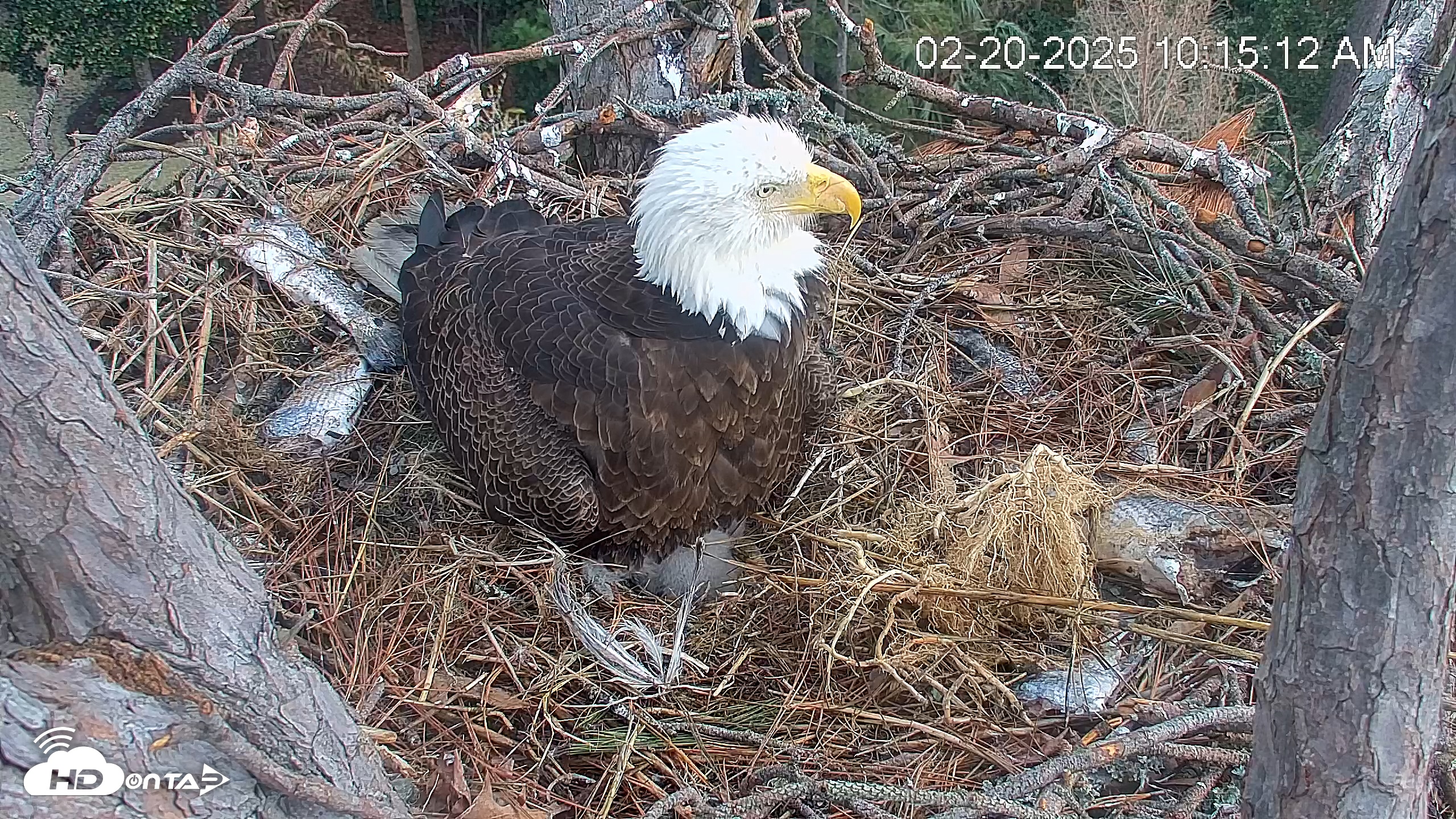 Snapshot of Hilton Head Island Eagles Live Webcam taken Feb 20, 2025, 10:15am EST