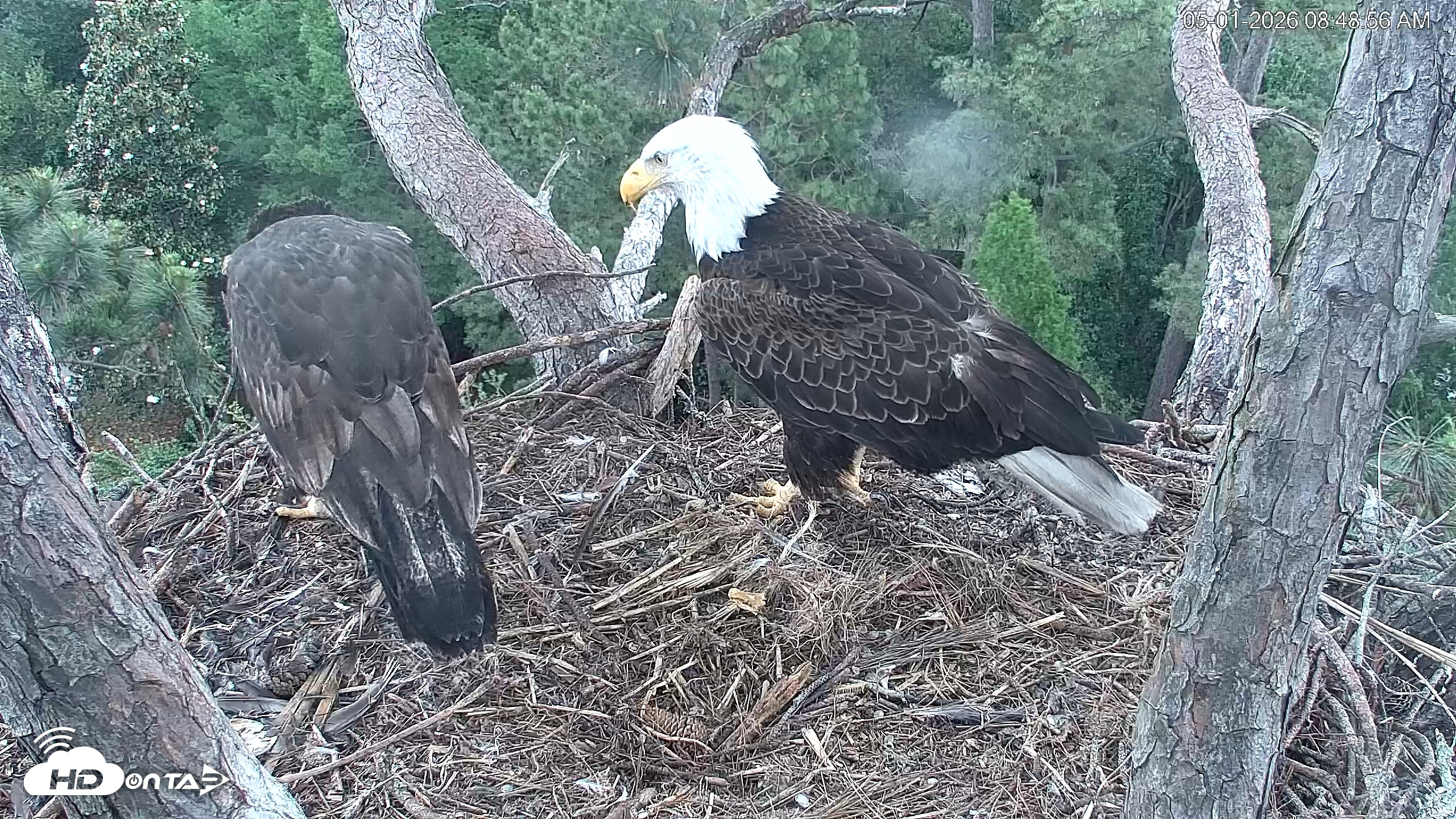 Snapshot of Hilton Head Island Eagles Live Webcam taken May 1, 2026, 8:49am EDT