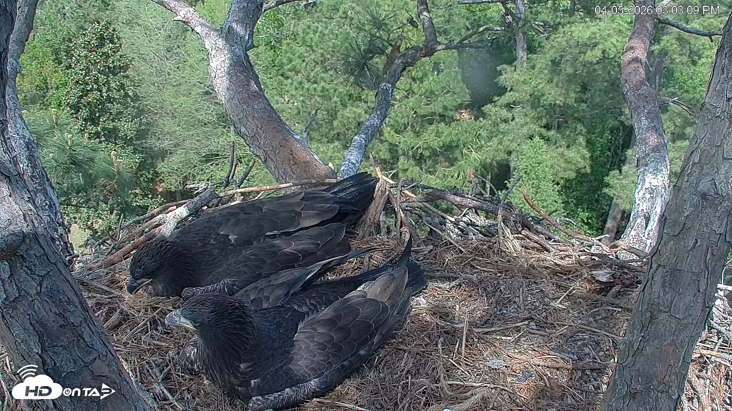 Snapshot of Hilton Head Island Eagles Live Webcam taken Apr 5, 2026, 3:03pm EDT