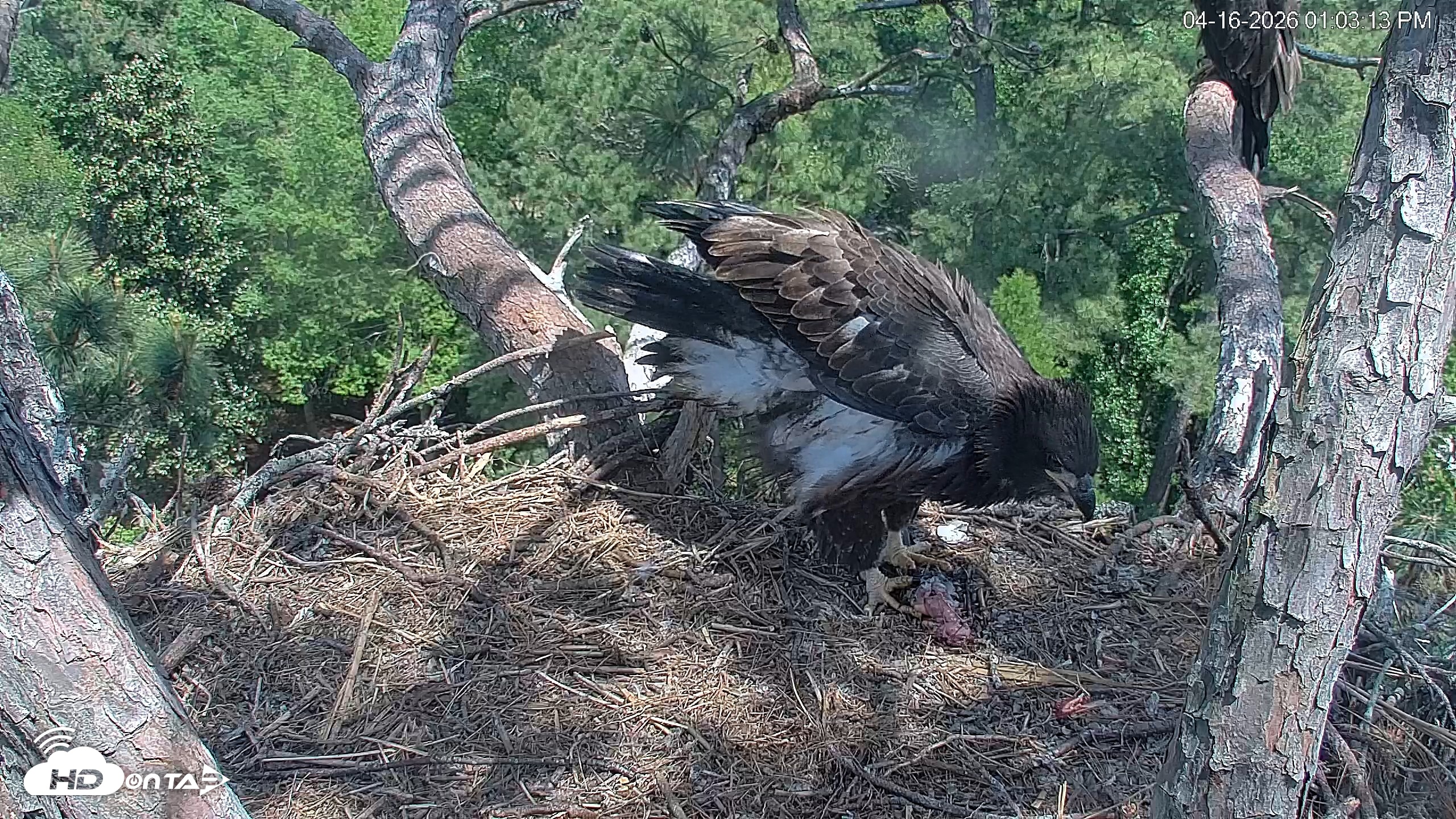 Snapshot of Hilton Head Island Eagles Live Webcam taken Apr 16, 2026, 1:03pm EDT