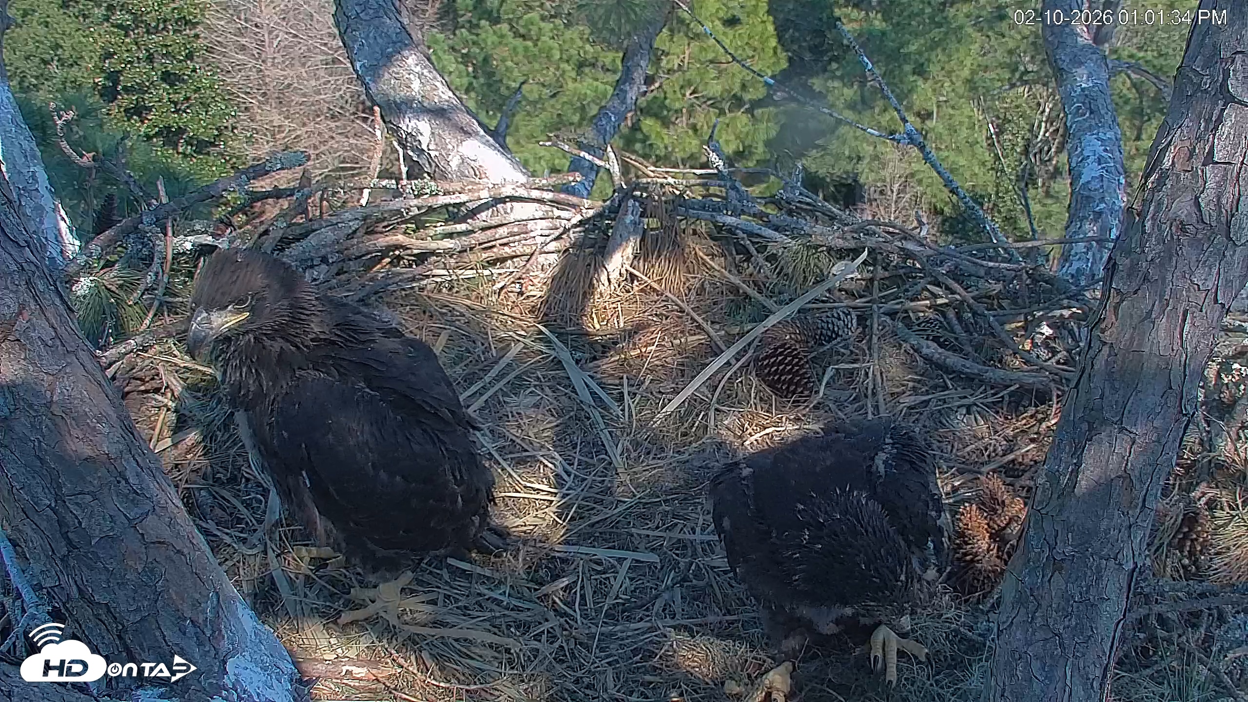 Snapshot of Hilton Head Island Eagles Live Webcam taken Feb 10, 2026, 1:03pm EST
