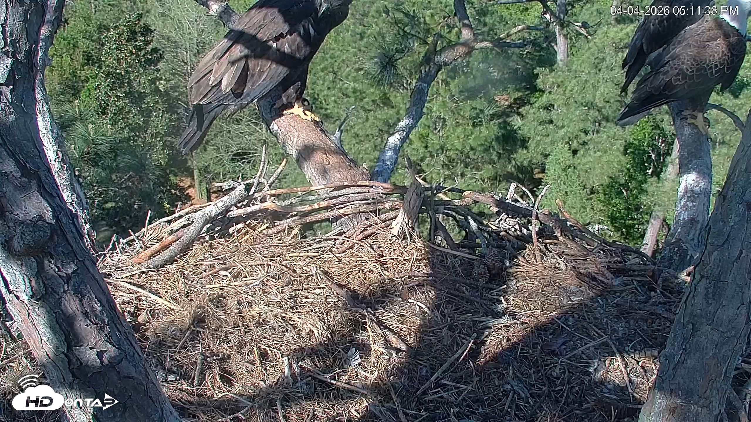 Snapshot of Hilton Head Island Eagles Live Webcam taken Apr 4, 2026, 5:12pm EDT