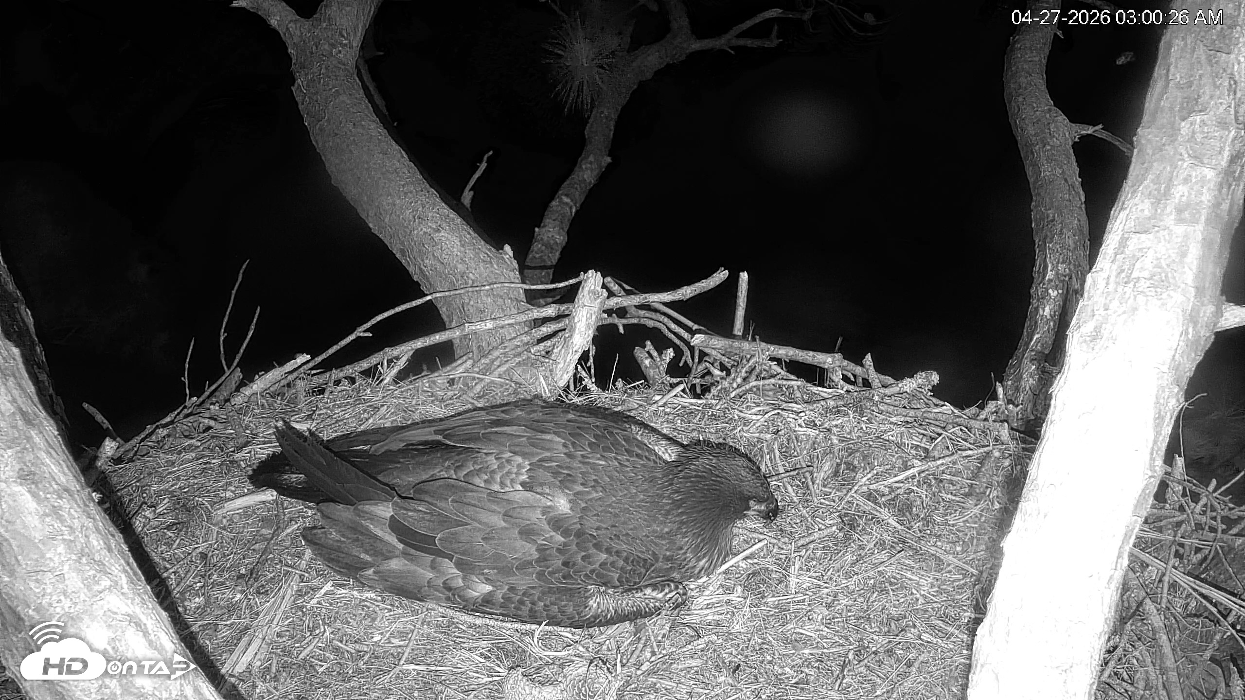 Snapshot of Hilton Head Island Eagles Live Webcam taken Apr 27, 2026, 3:01am EDT