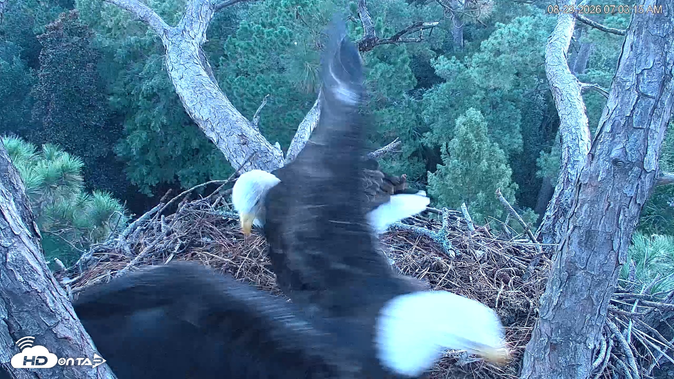 Snapshot of Hilton Head Island Eagles Live Webcam taken Aug 23, 2026, 7:03am EDT