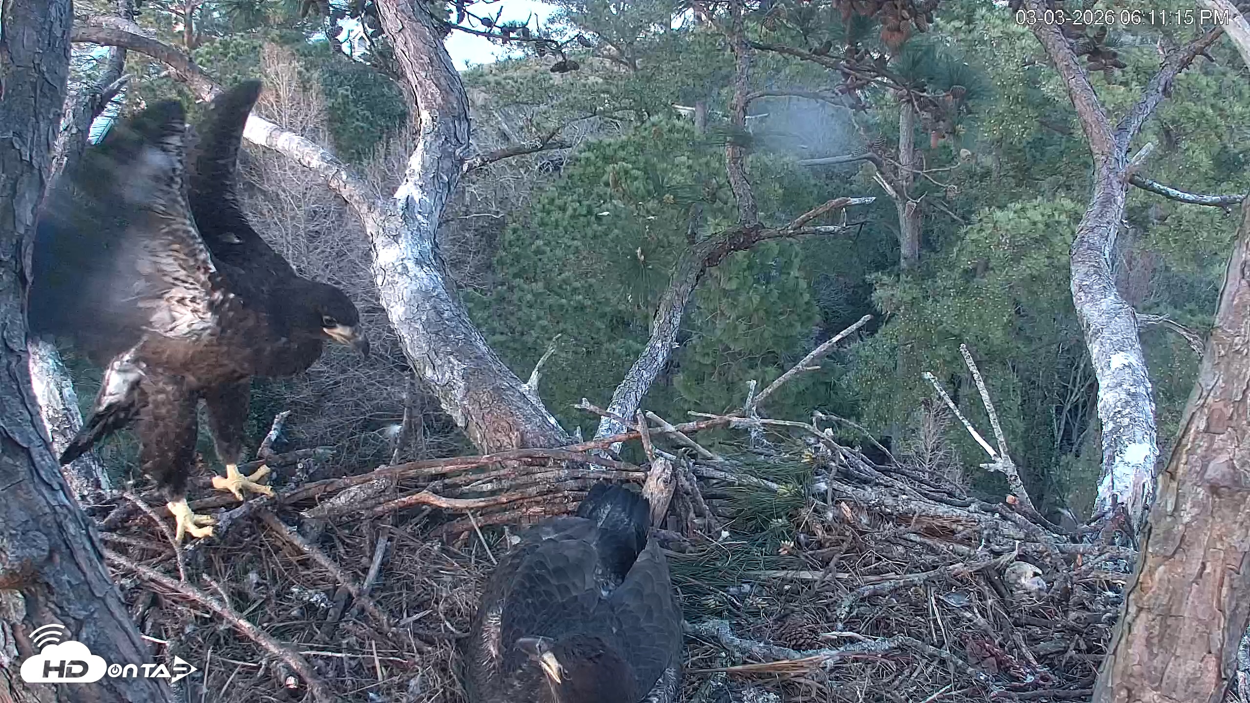 Snapshot of Hilton Head Island Eagles Live Webcam taken Mar 3, 2026, 6:11pm EST