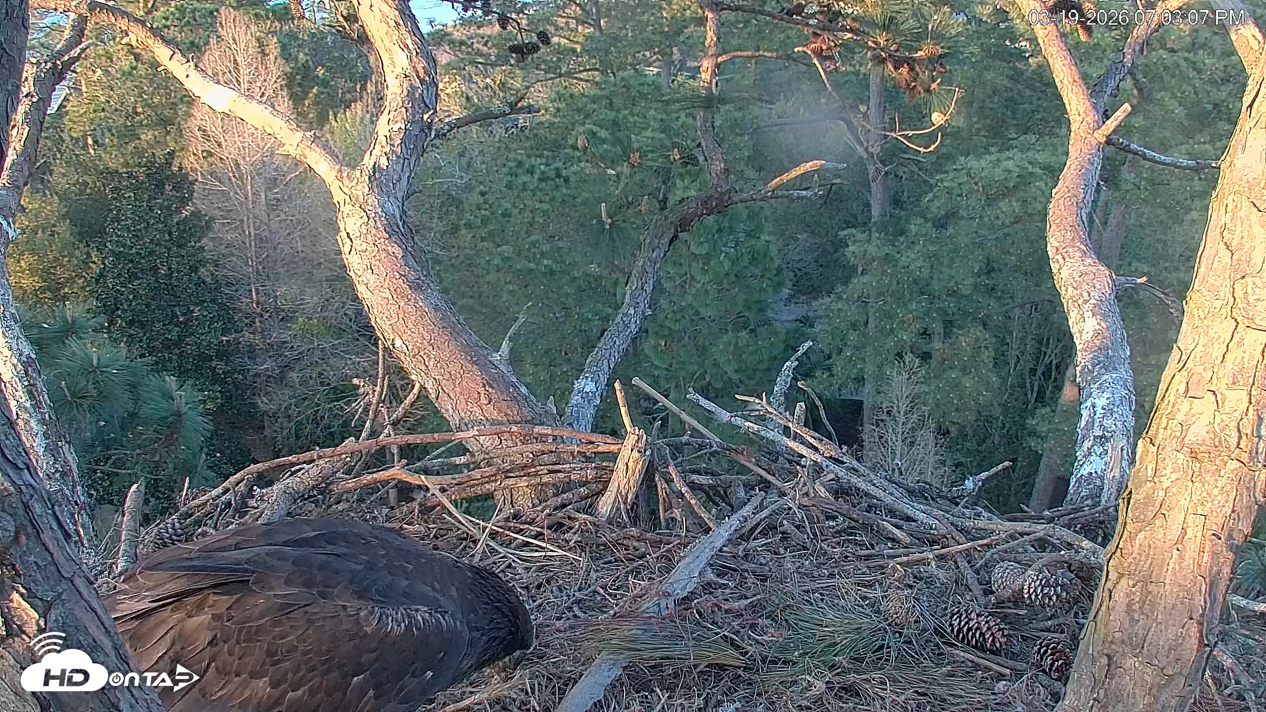 Snapshot of Hilton Head Island Eagles Live Webcam taken Mar 19, 2026, 7:03pm EDT