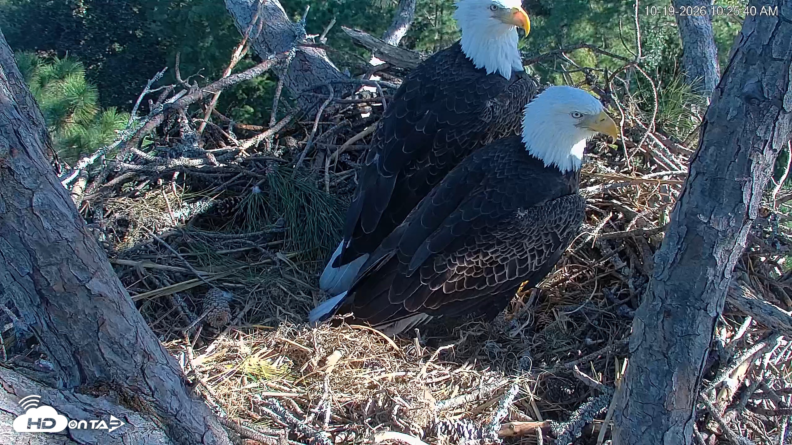 Snapshot of Hilton Head Island Eagles Live Webcam taken Oct 19, 2026, 10:26am EDT