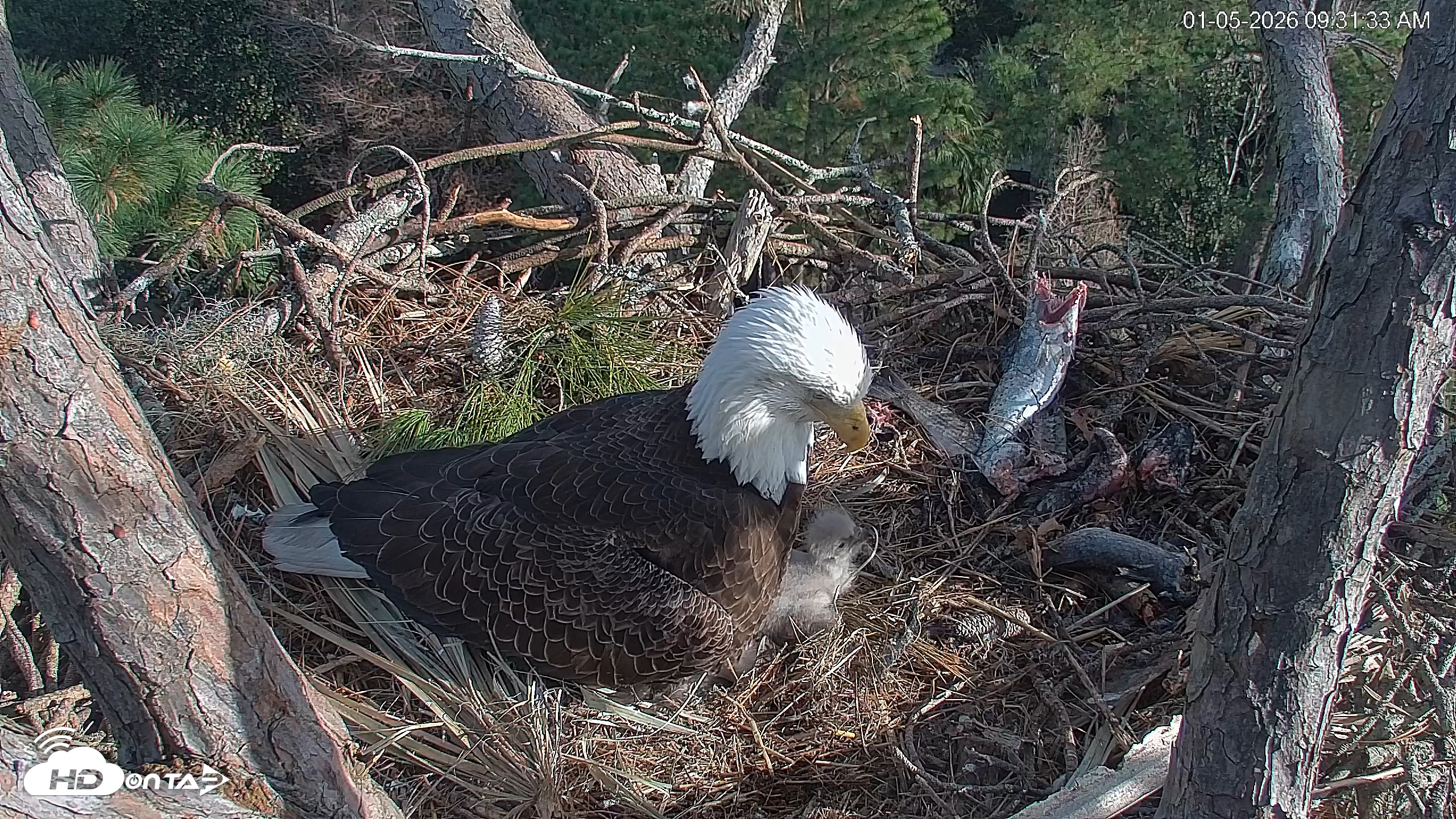 Snapshot of Hilton Head Island Eagles Live Webcam taken Jan 5, 2026, 9:32am EST